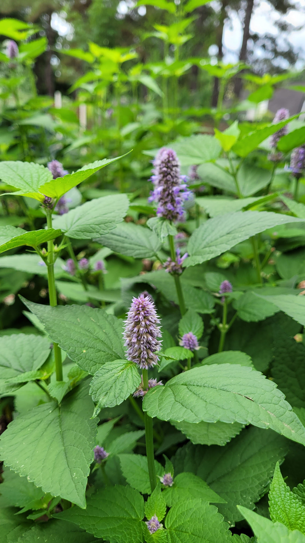 Hyssop "Korean" - Live Plant