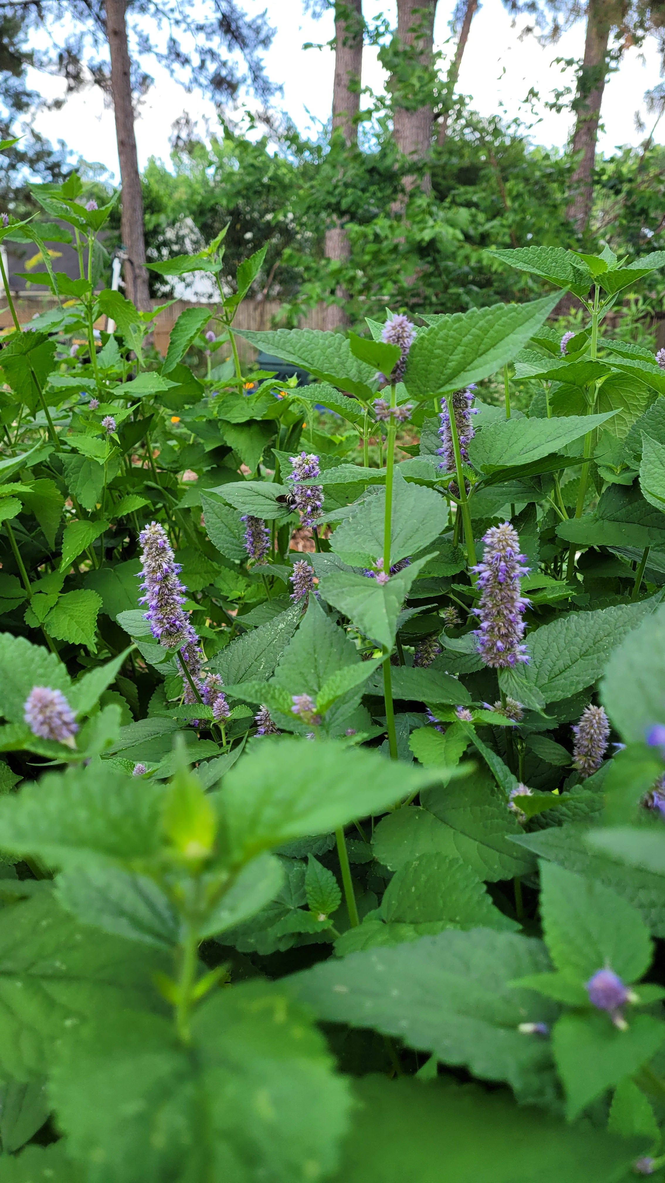 Hyssop "Korean" - Live Plant
