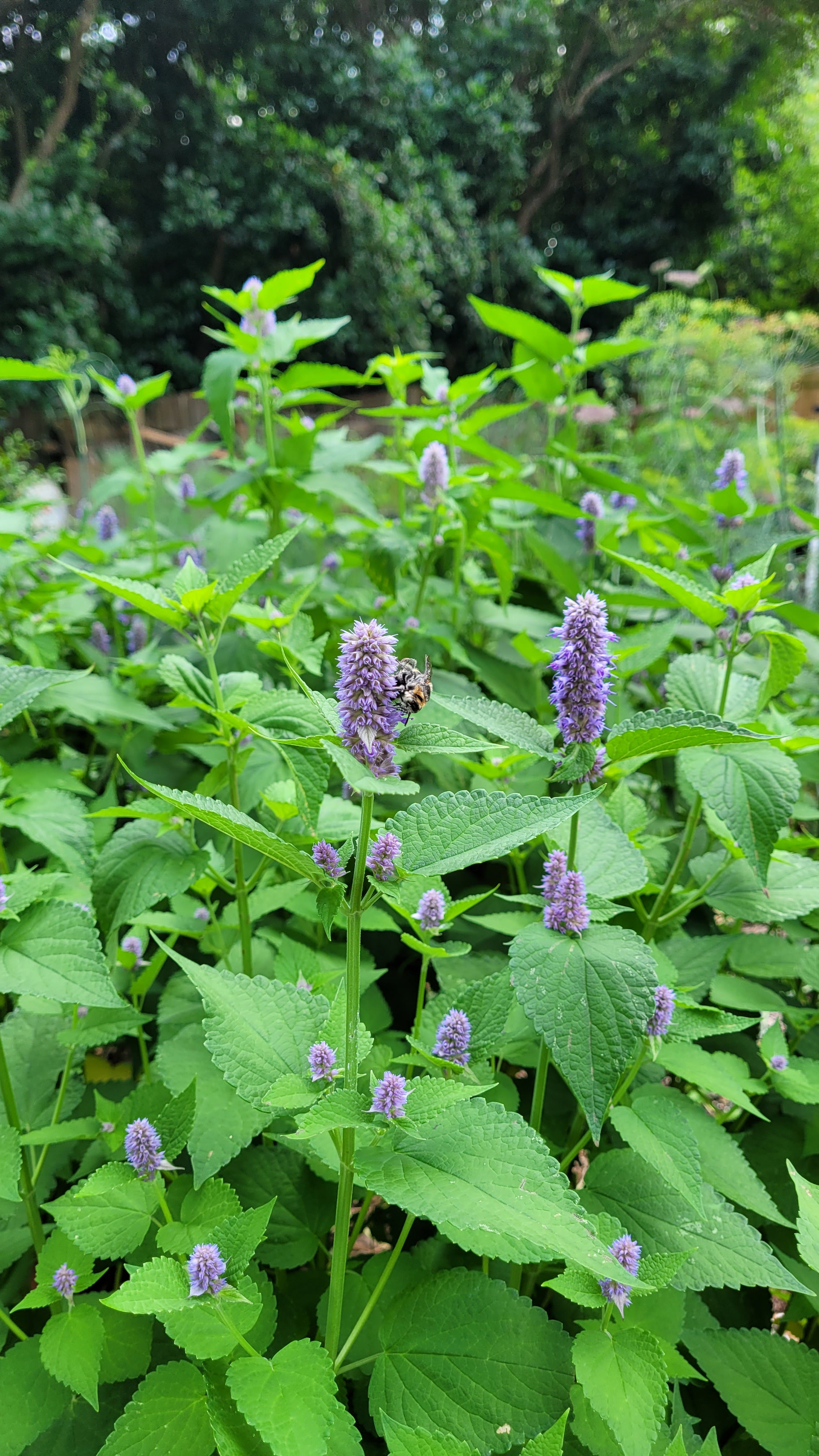 Hyssop "Korean" - Live Plant