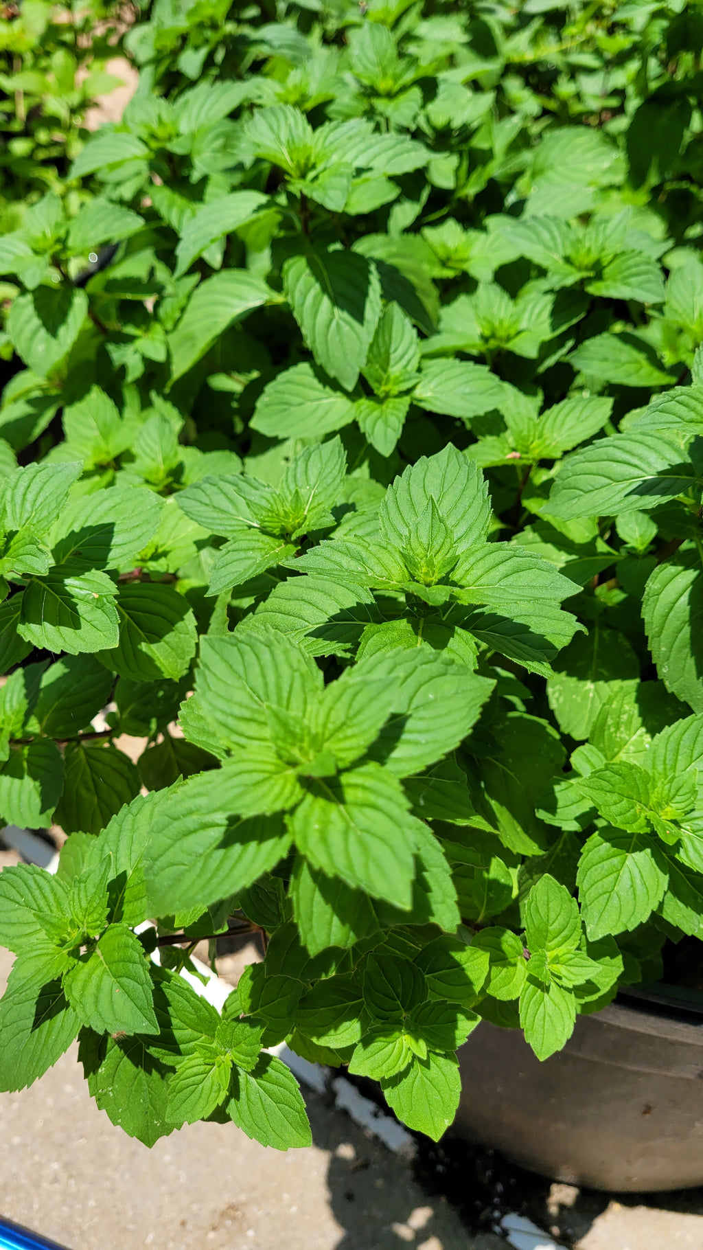 Mint "Ginger" - Live Plant