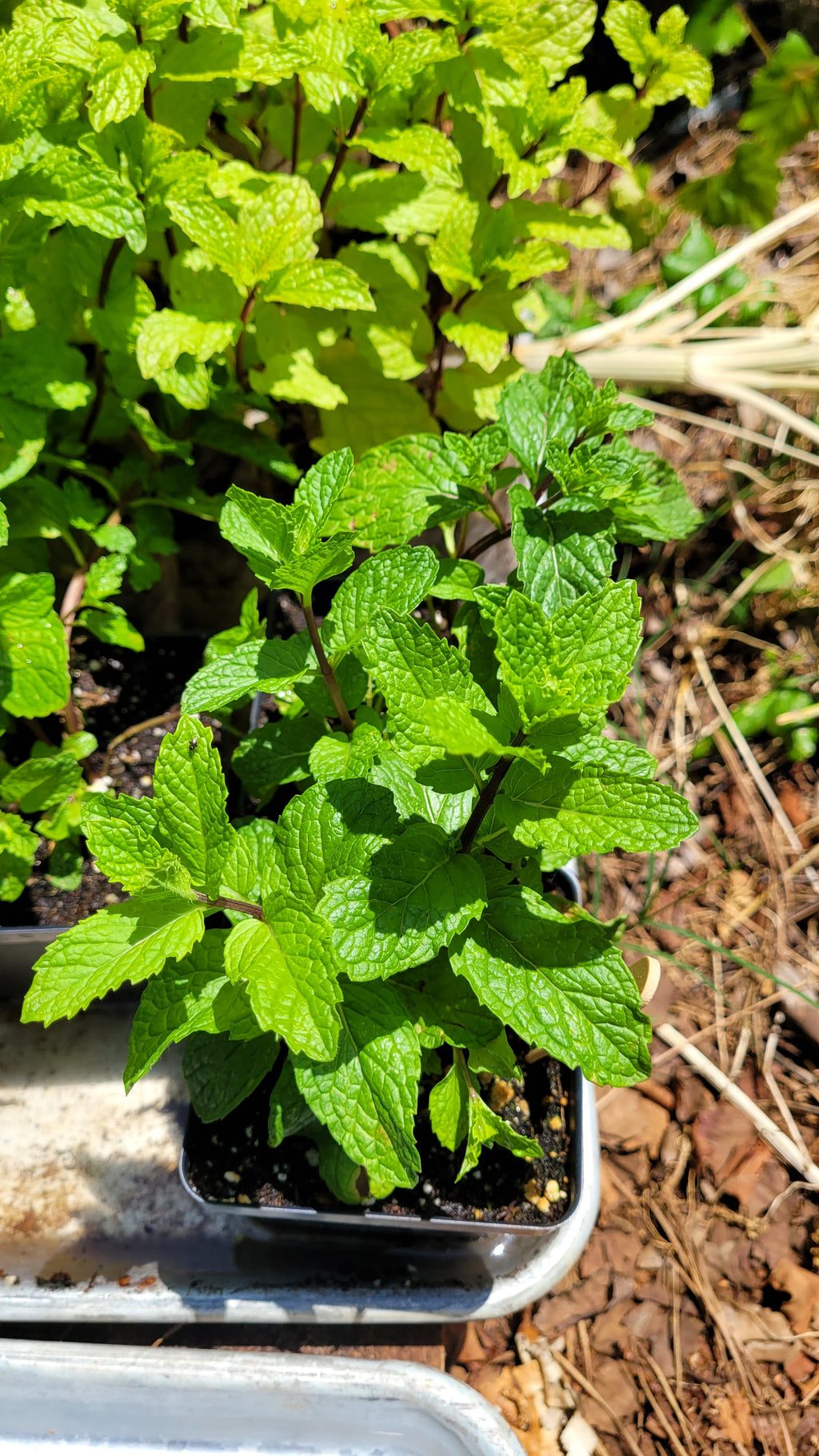 Mint "Mojito" - Live Plant