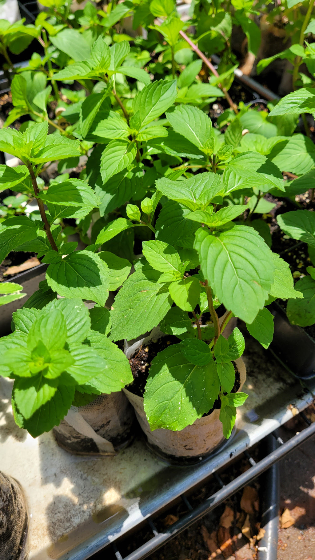 Mint "Ginger" - Live Plant