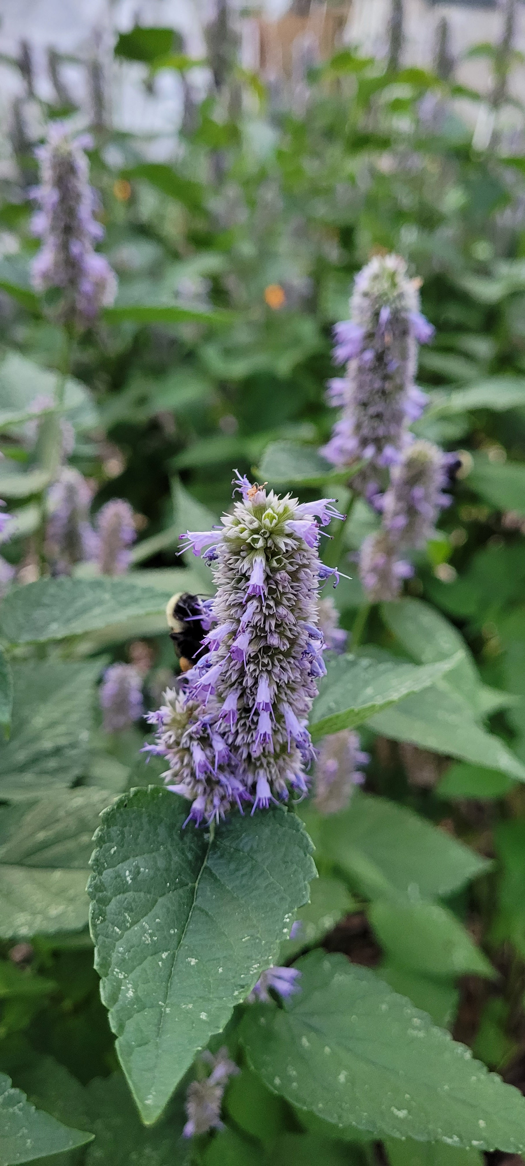 Hyssop "Anise" - Live Plant
