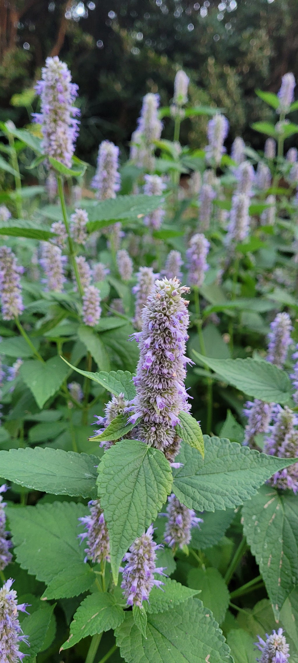 Hyssop "Anise" - Live Plant