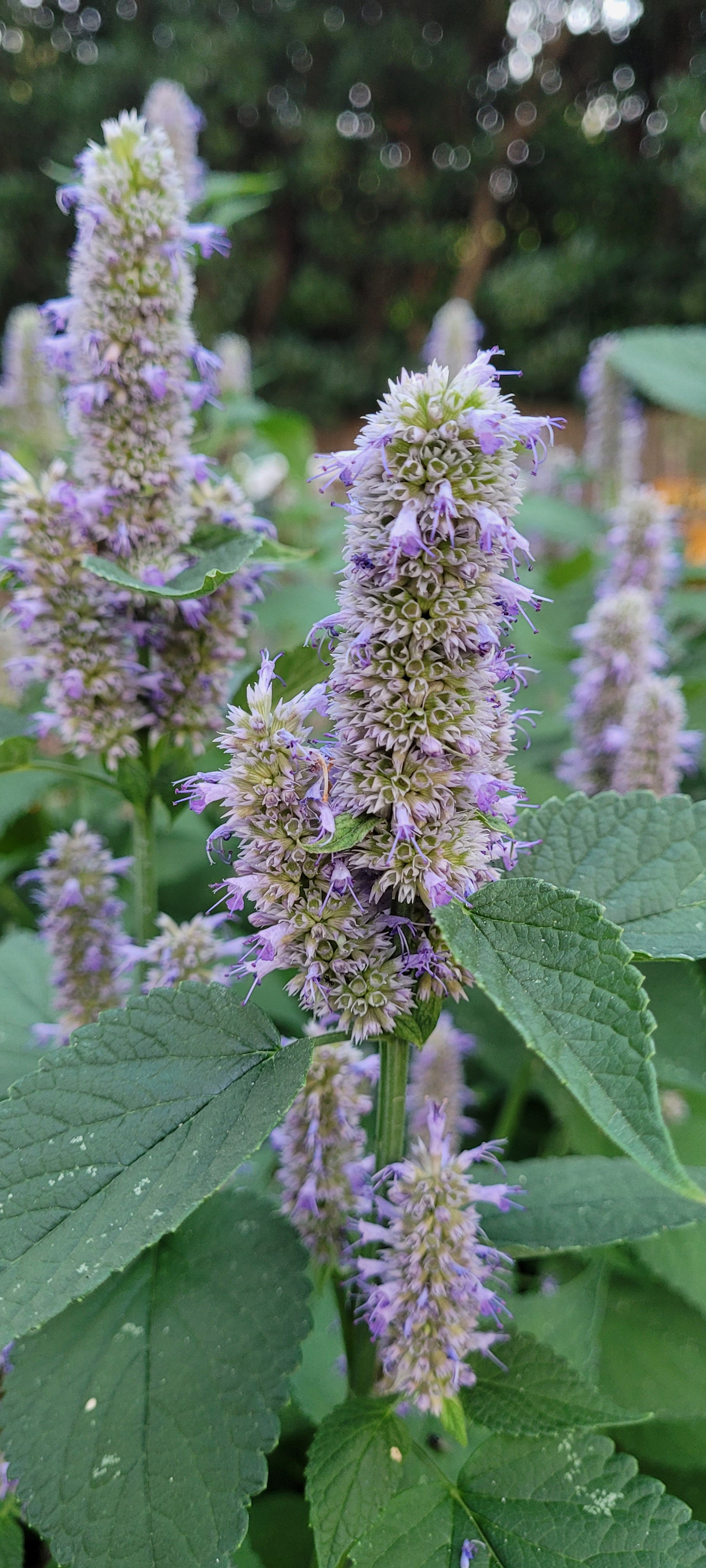 Hyssop "Anise" - Live Plant