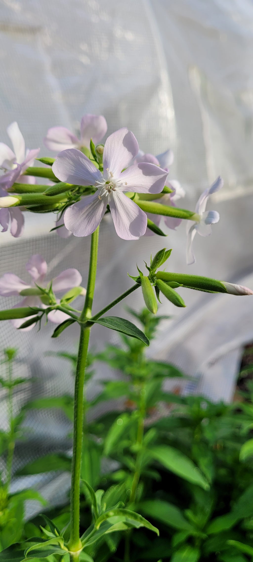 Soapwort - Live Plant