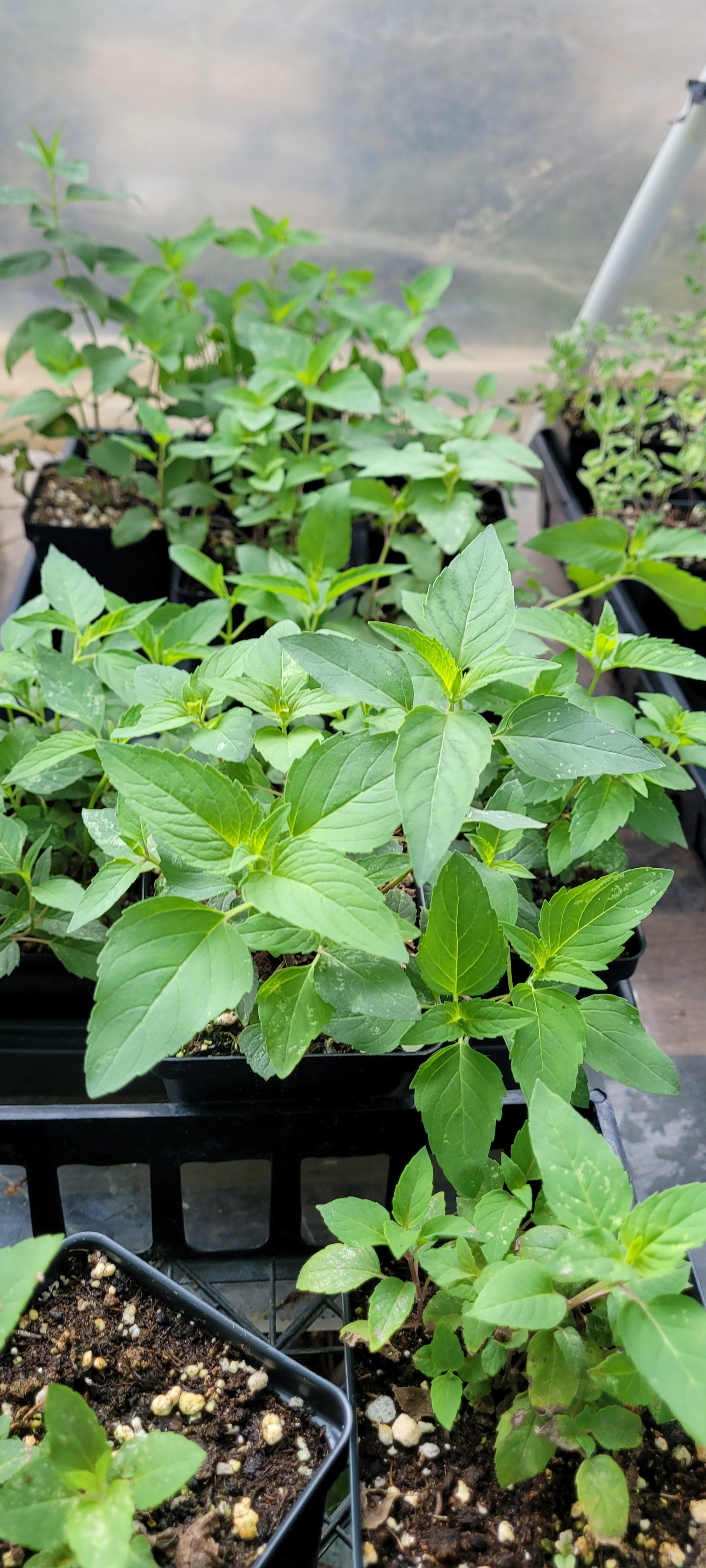 Bee Balm "Wild" - Live Plant