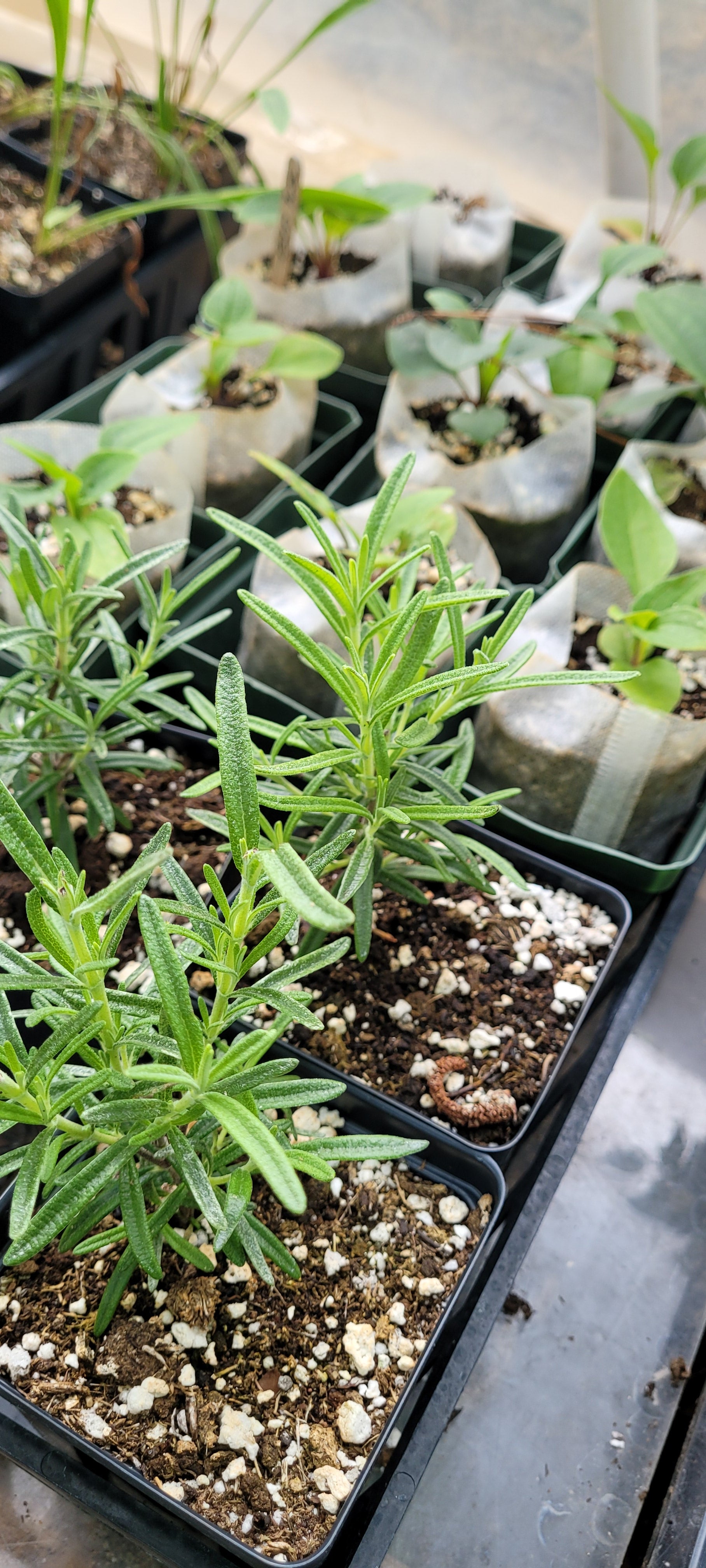 Rosemary "Gorizia" - Live Plant