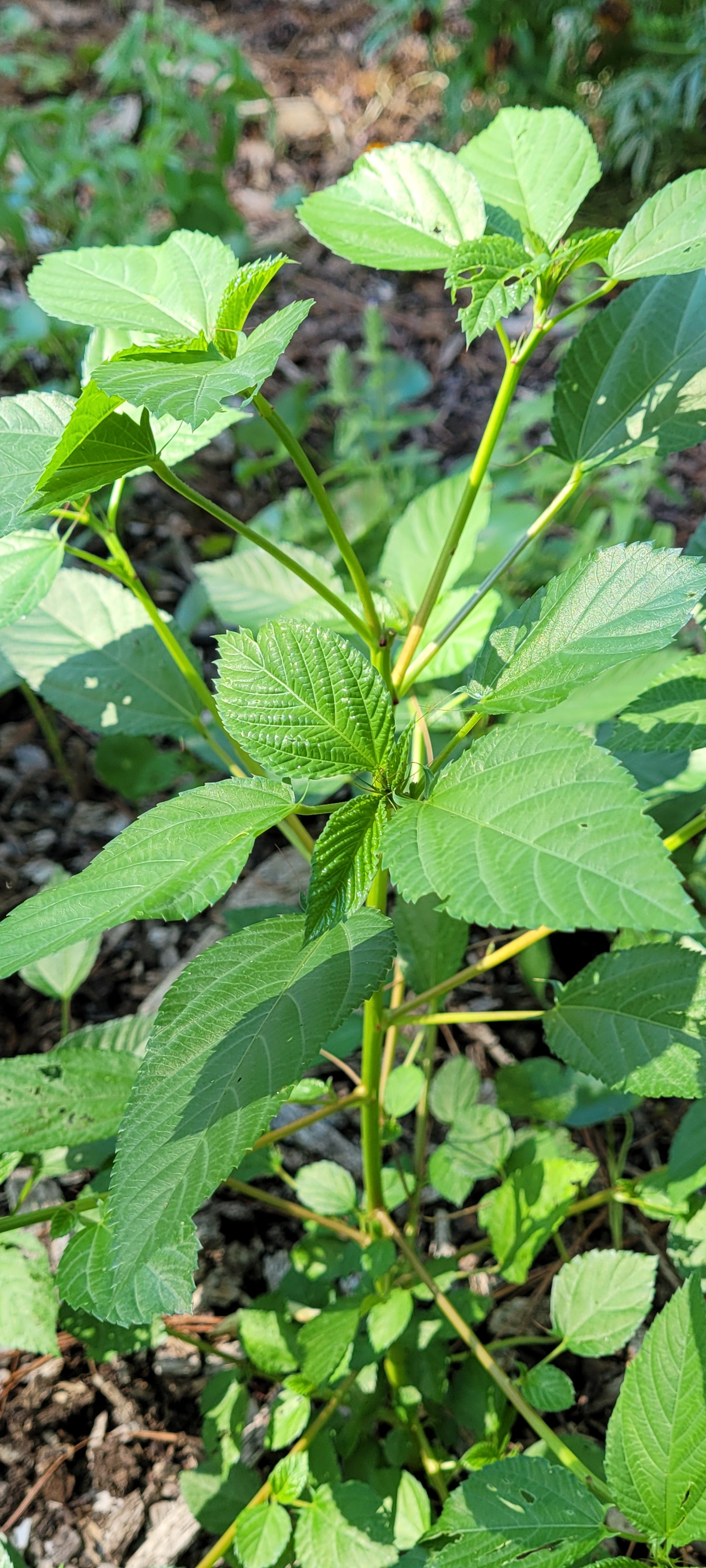 Molokhia - Live Plant