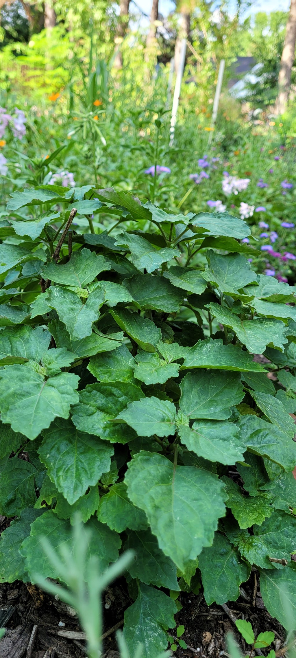 Patchouli - Live Plant