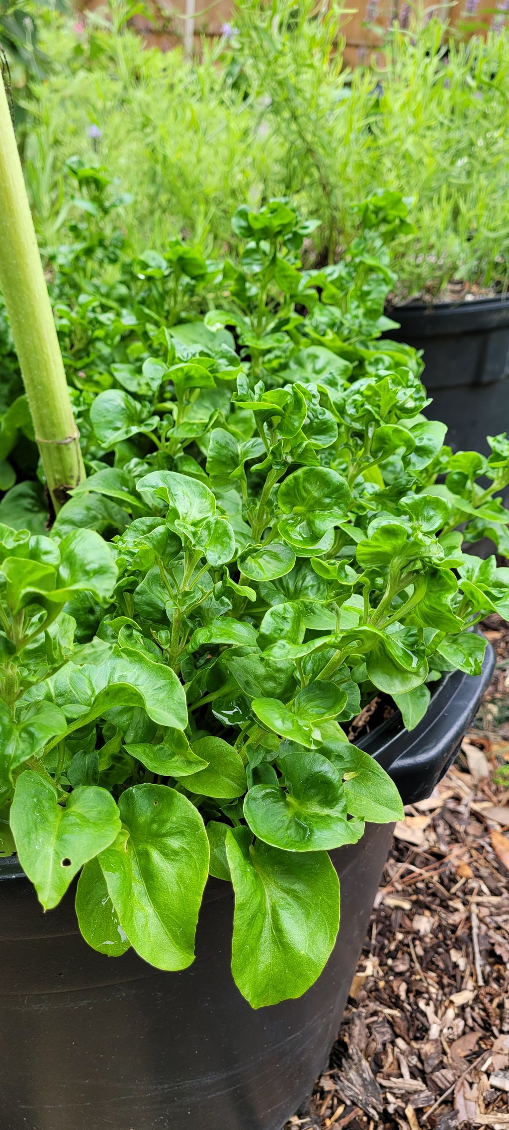 Sissoo Spinach - Live Plant