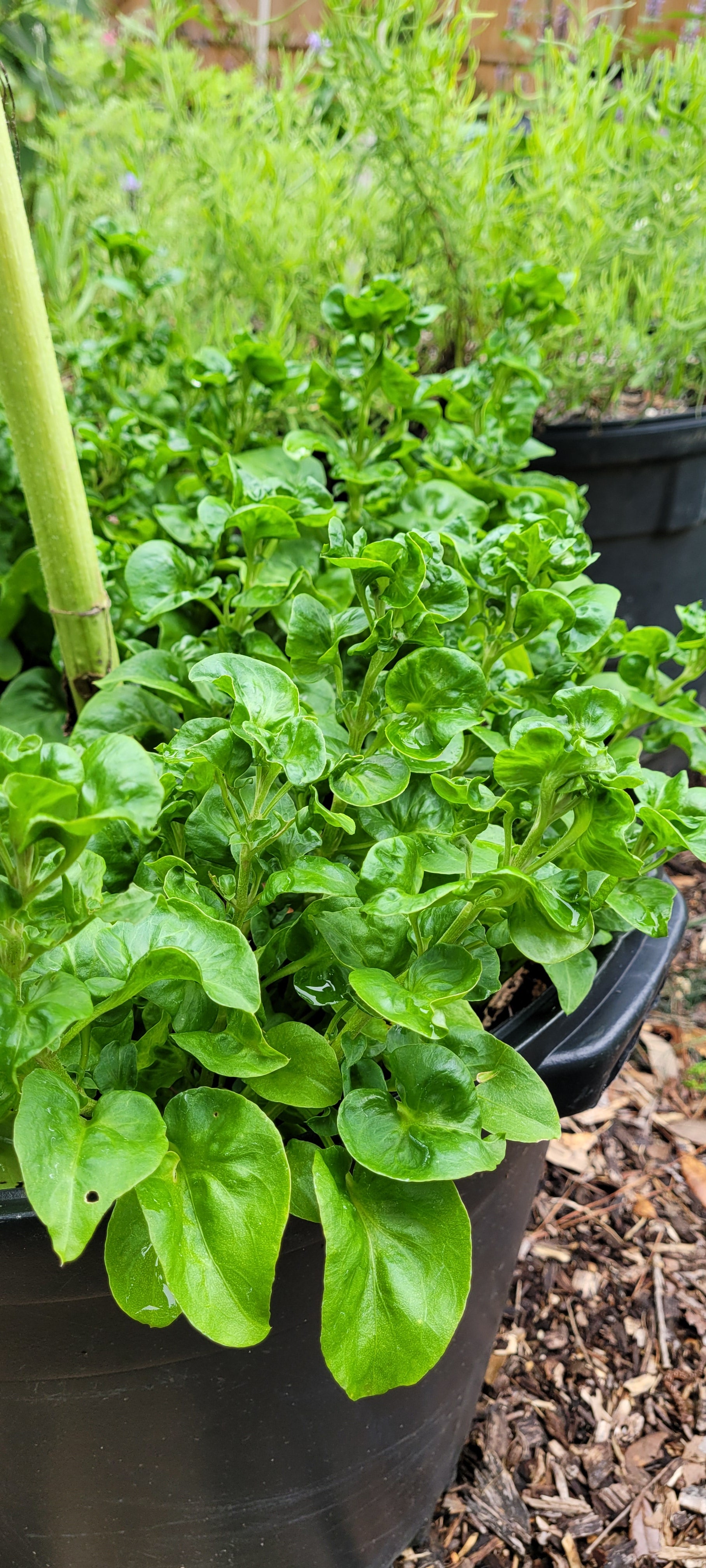 Sissoo Spinach - Live Plant