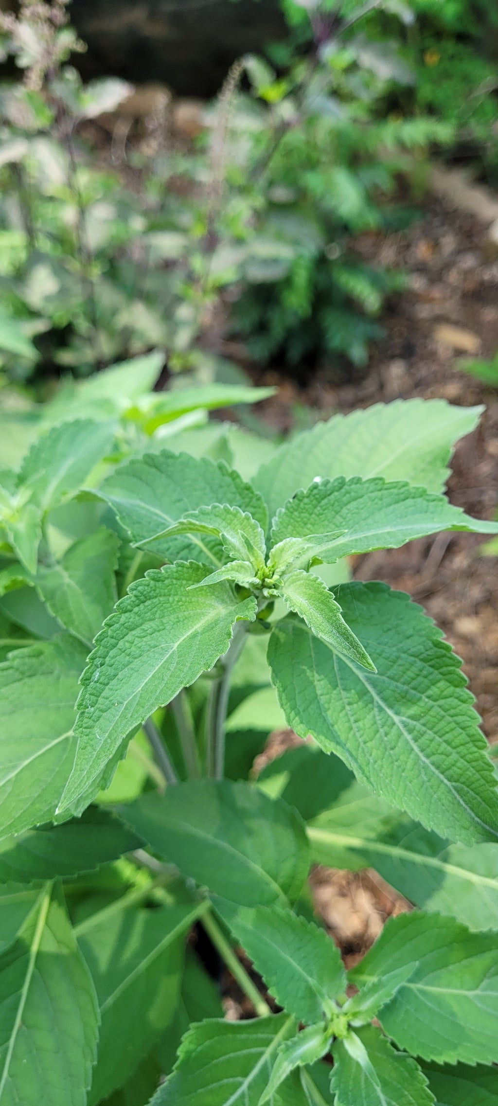 Tulsi "Vana" - Live Plant