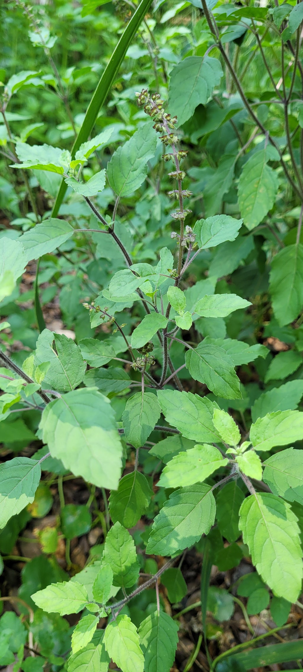 Tulsi "Rama" - Live Plant