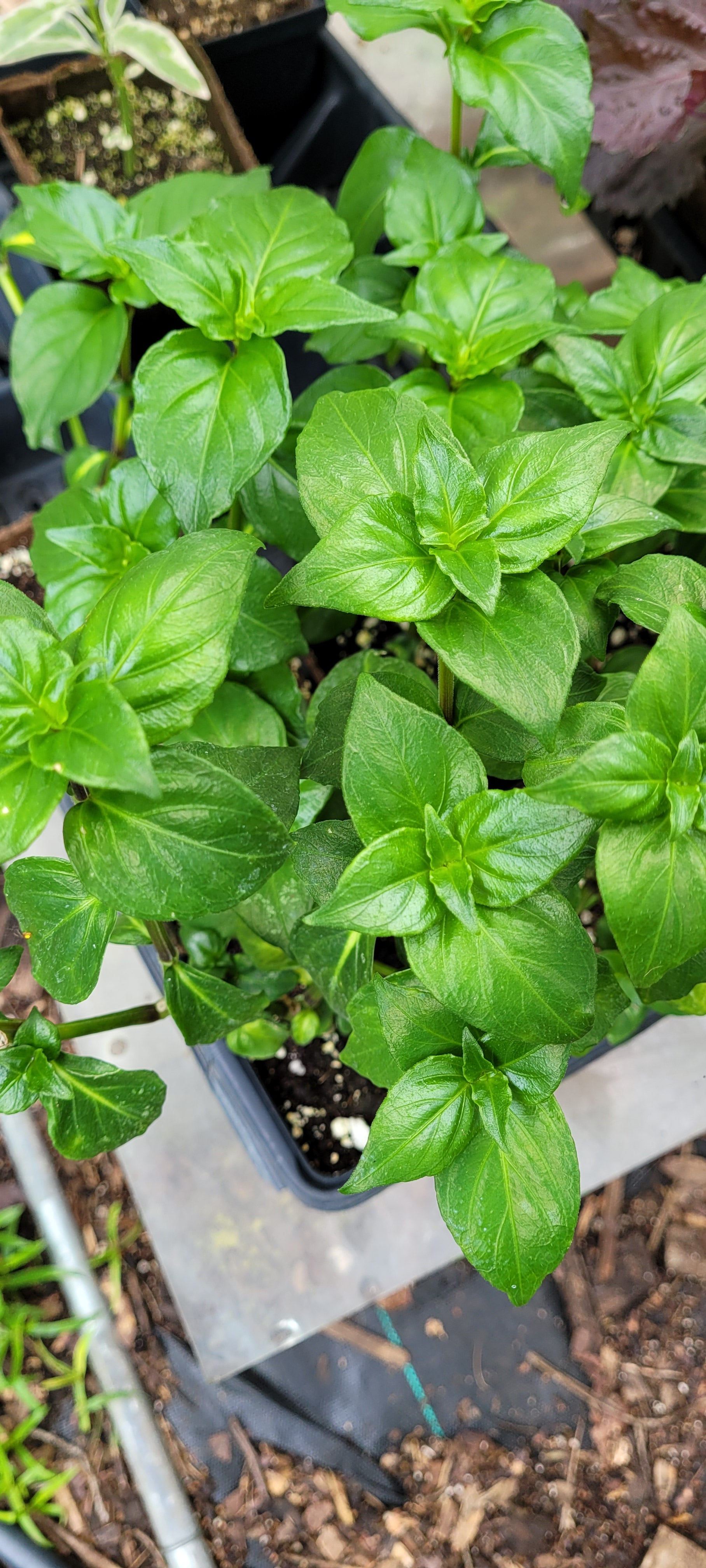 Mushroom Herb Plant - Live Plant