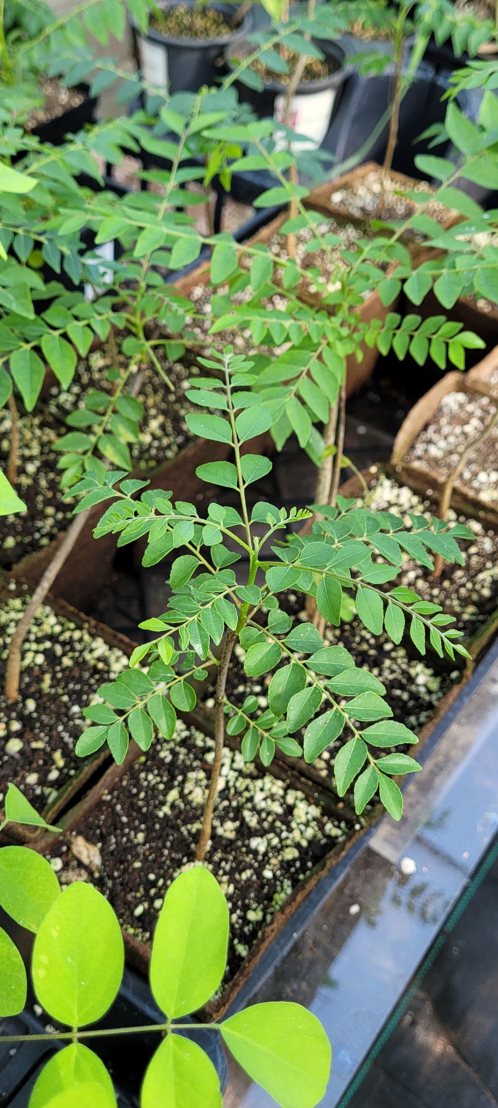 Curry Leaf Tree- Live Plant