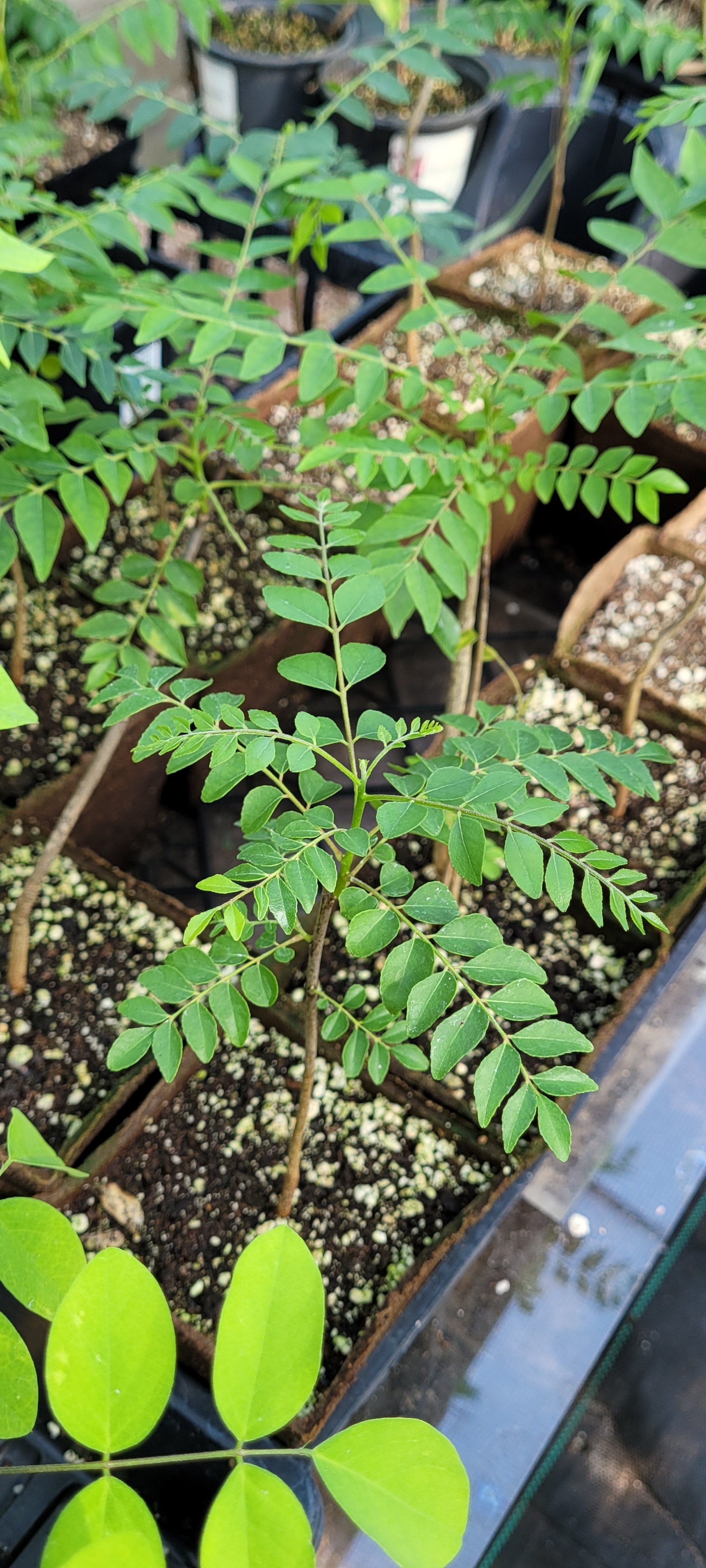 Curry Leaf Tree- Live Plant