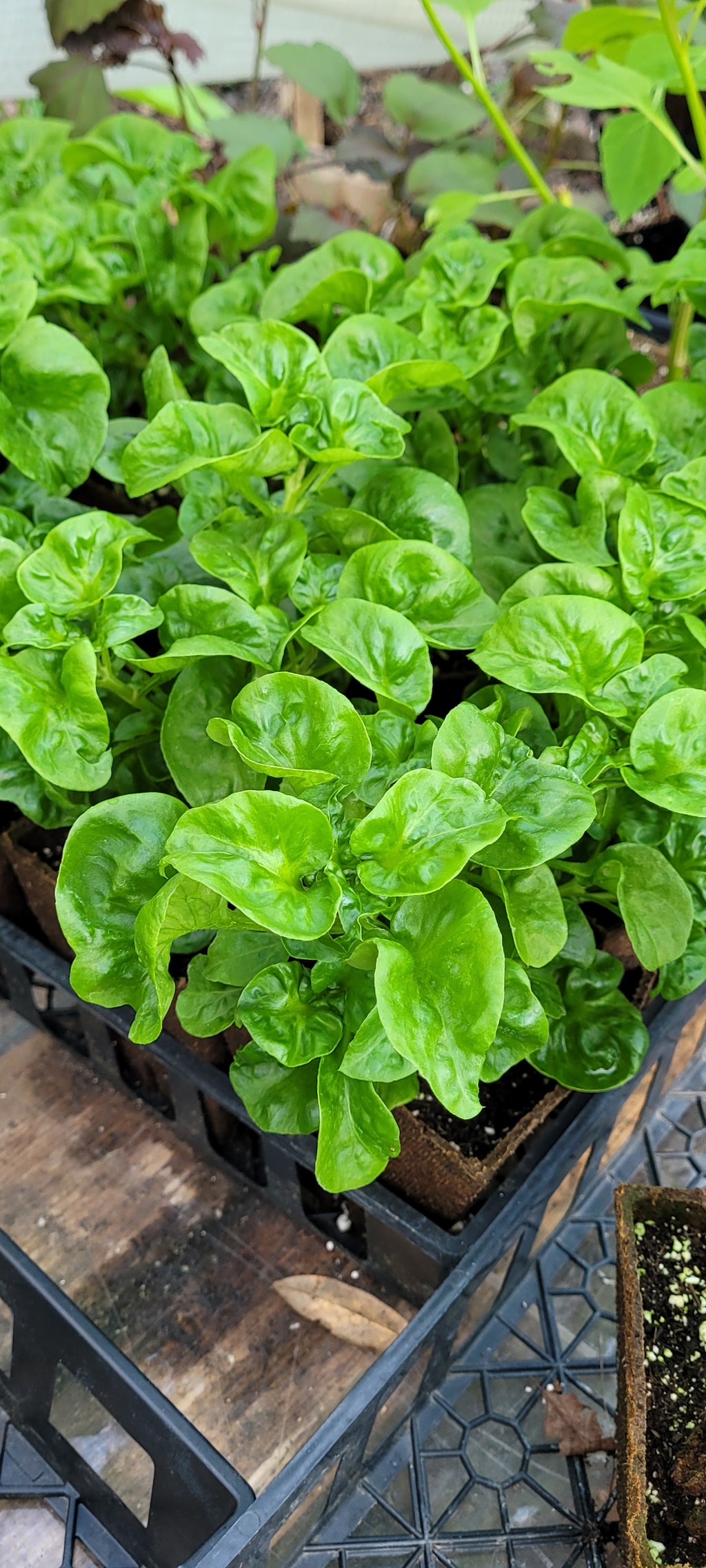 Sissoo Spinach - Live Plant