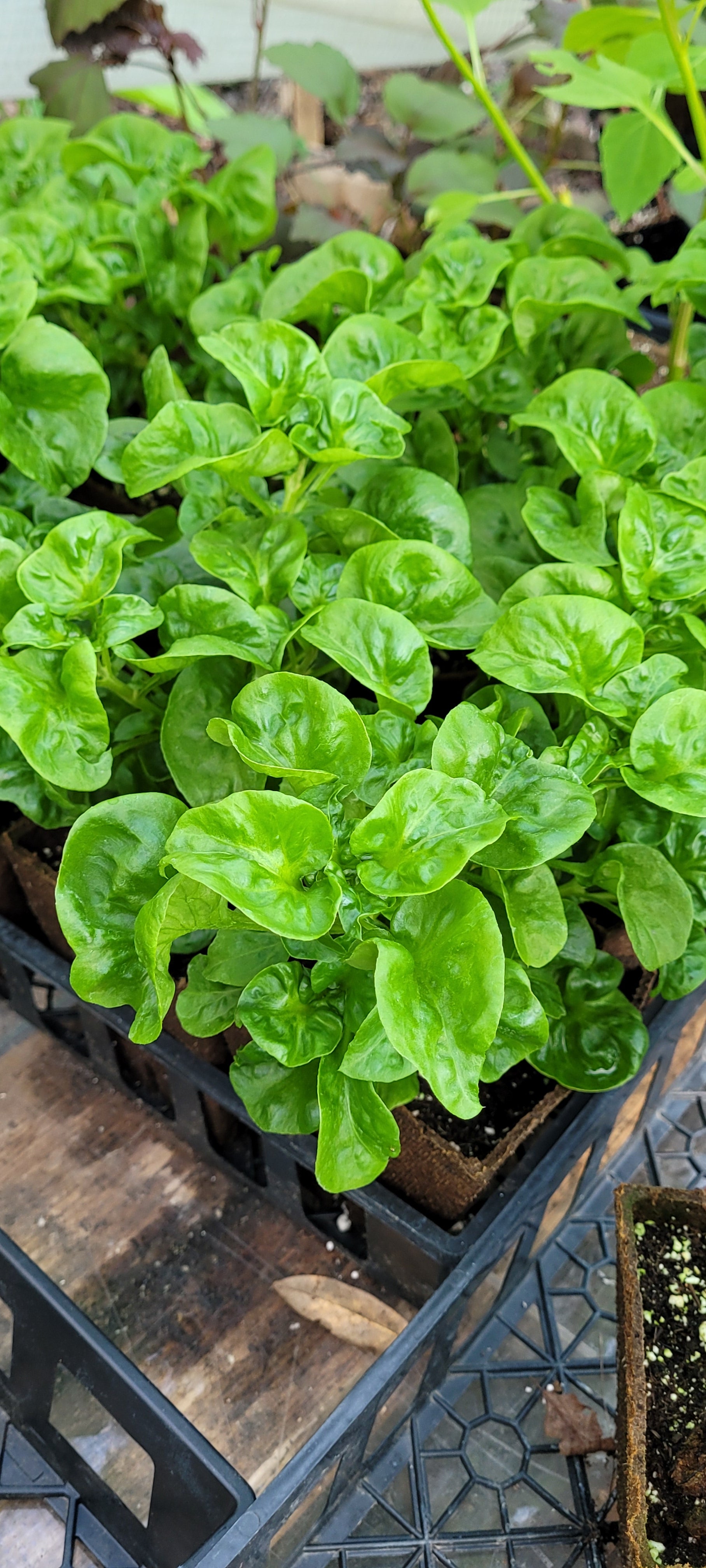 Sissoo Spinach - Live Plant