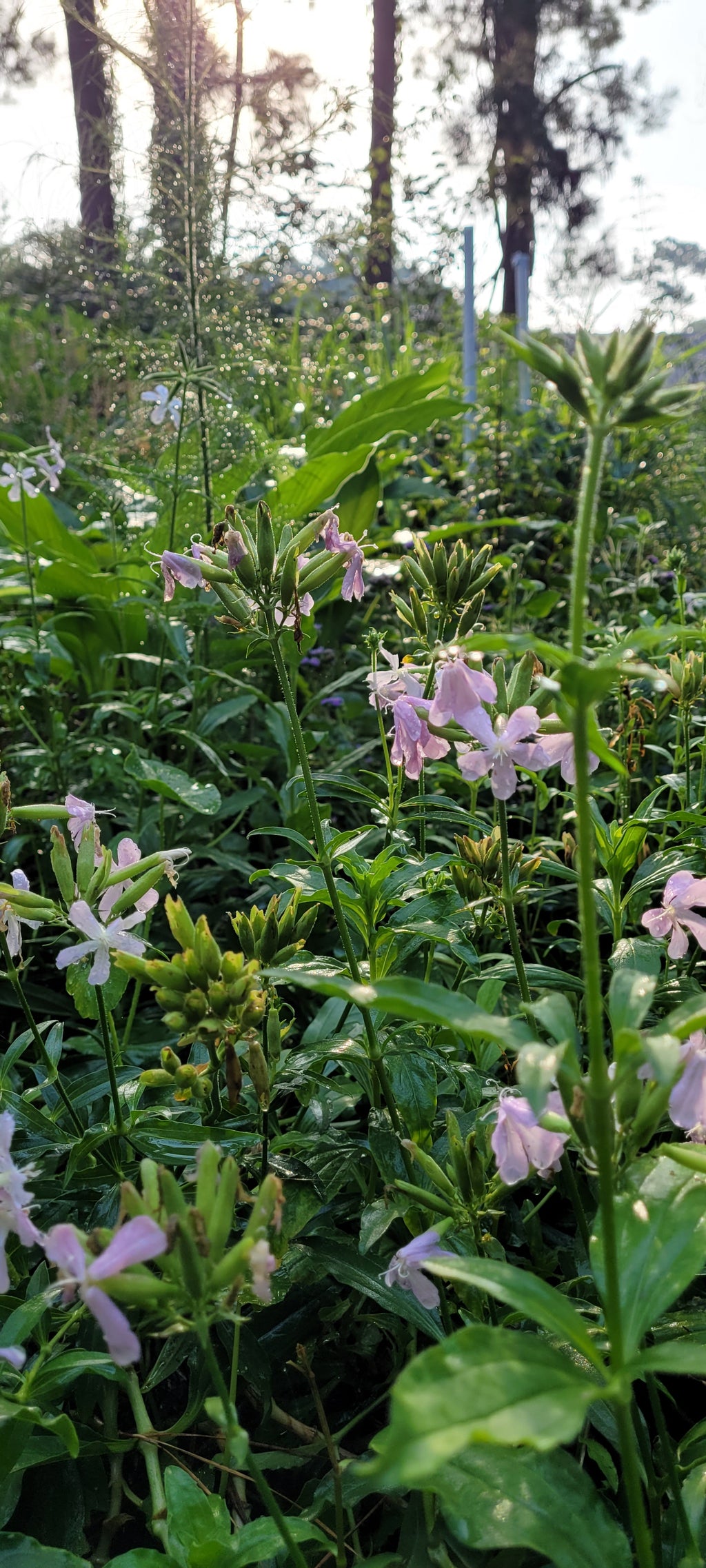 Soapwort - Live Plant