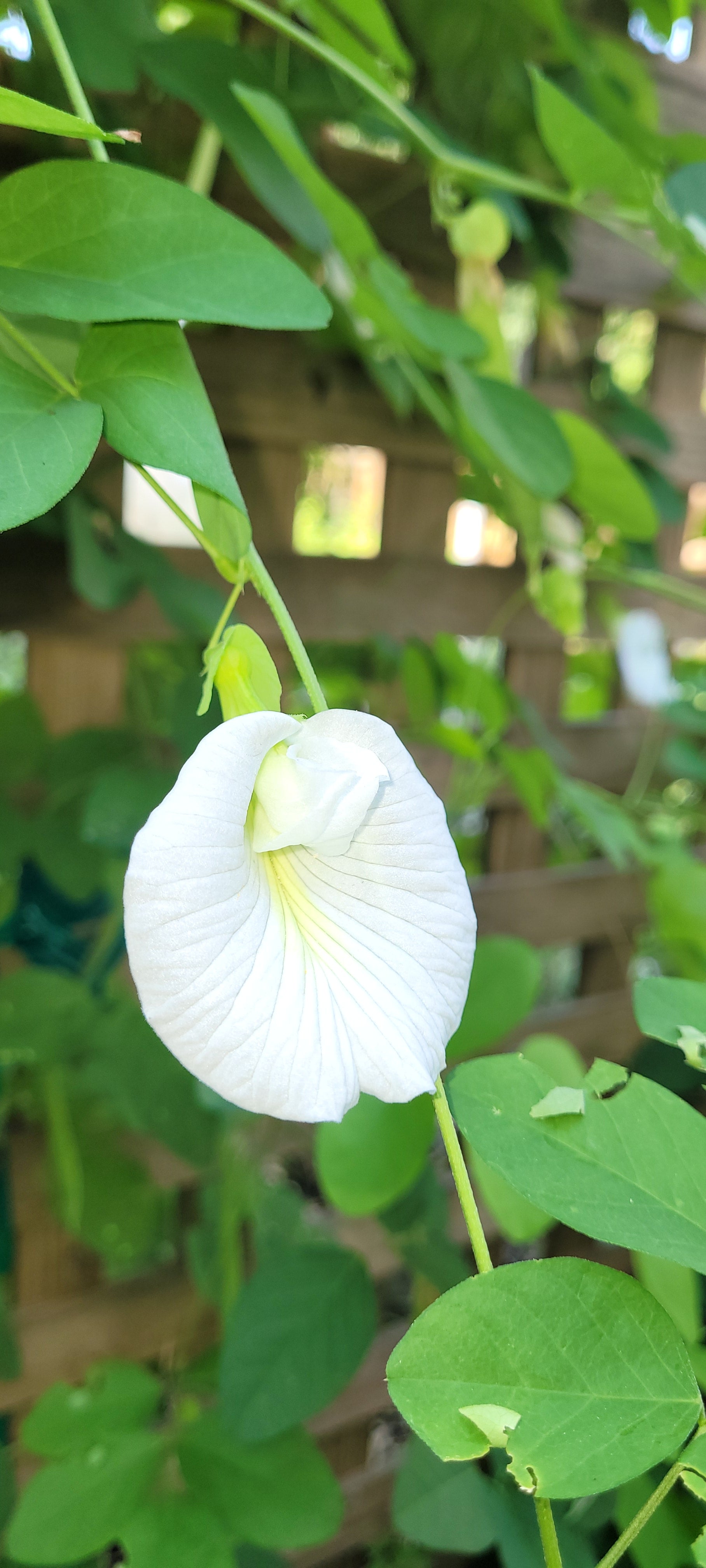 Butterfly Pea "White" - Live Plant