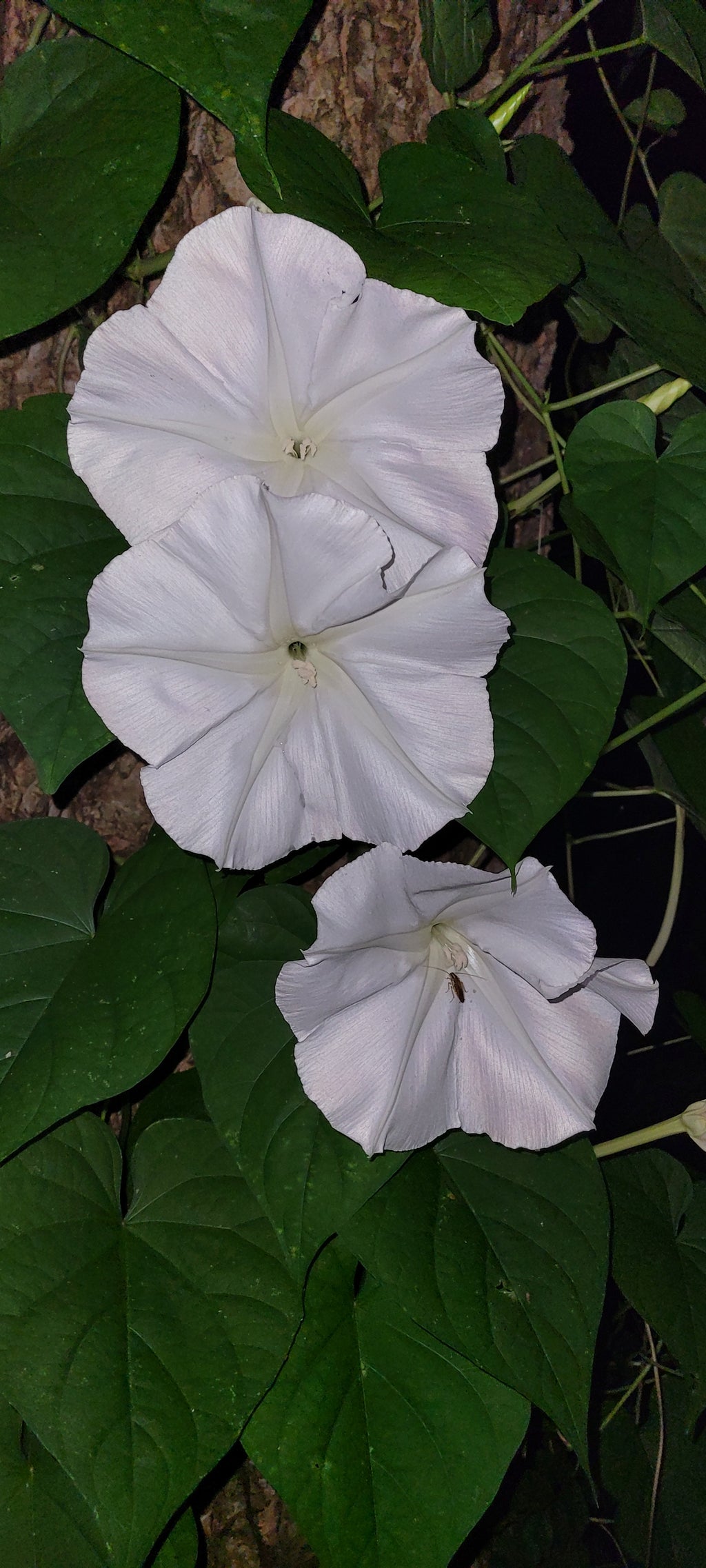 Moonflower Vine - Live Plant