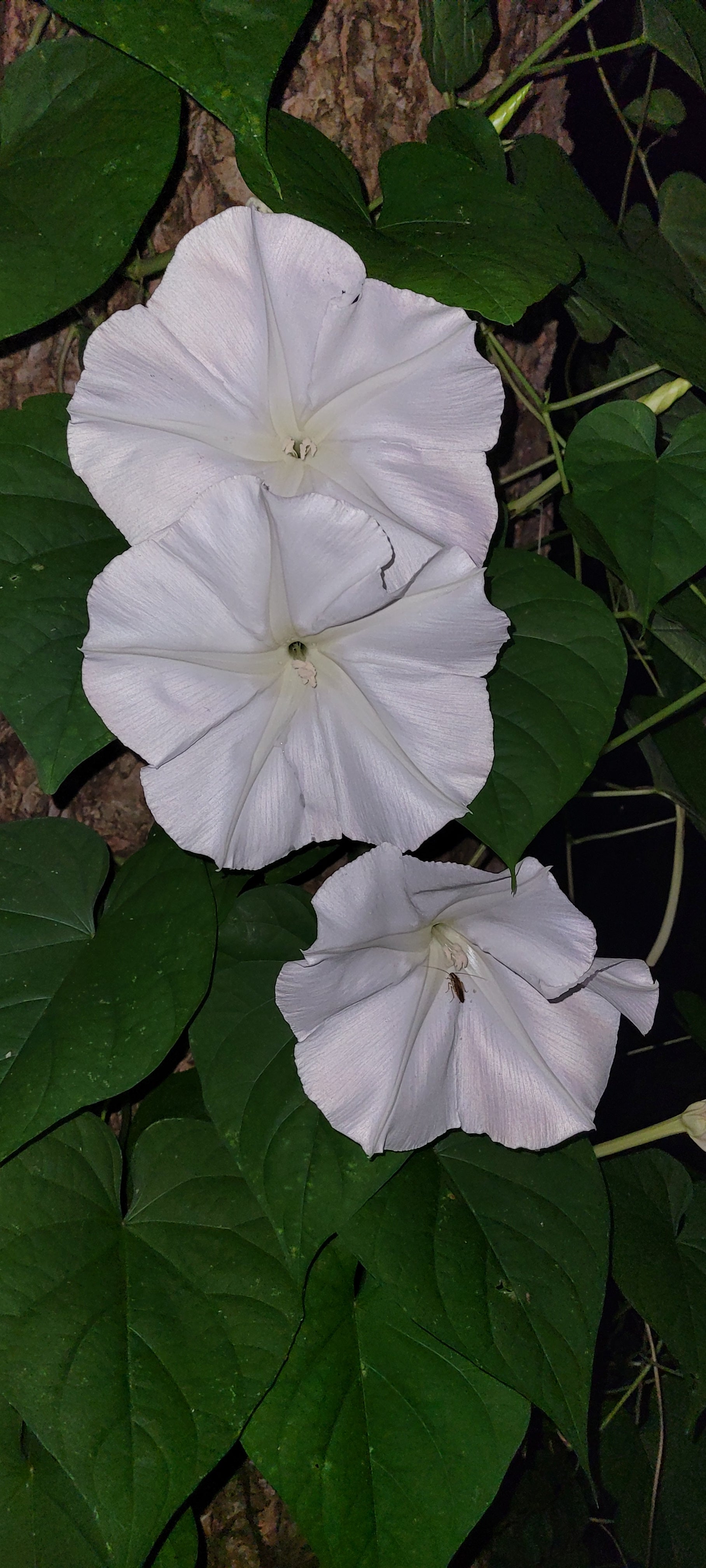 Moonflower Vine - Live Plant