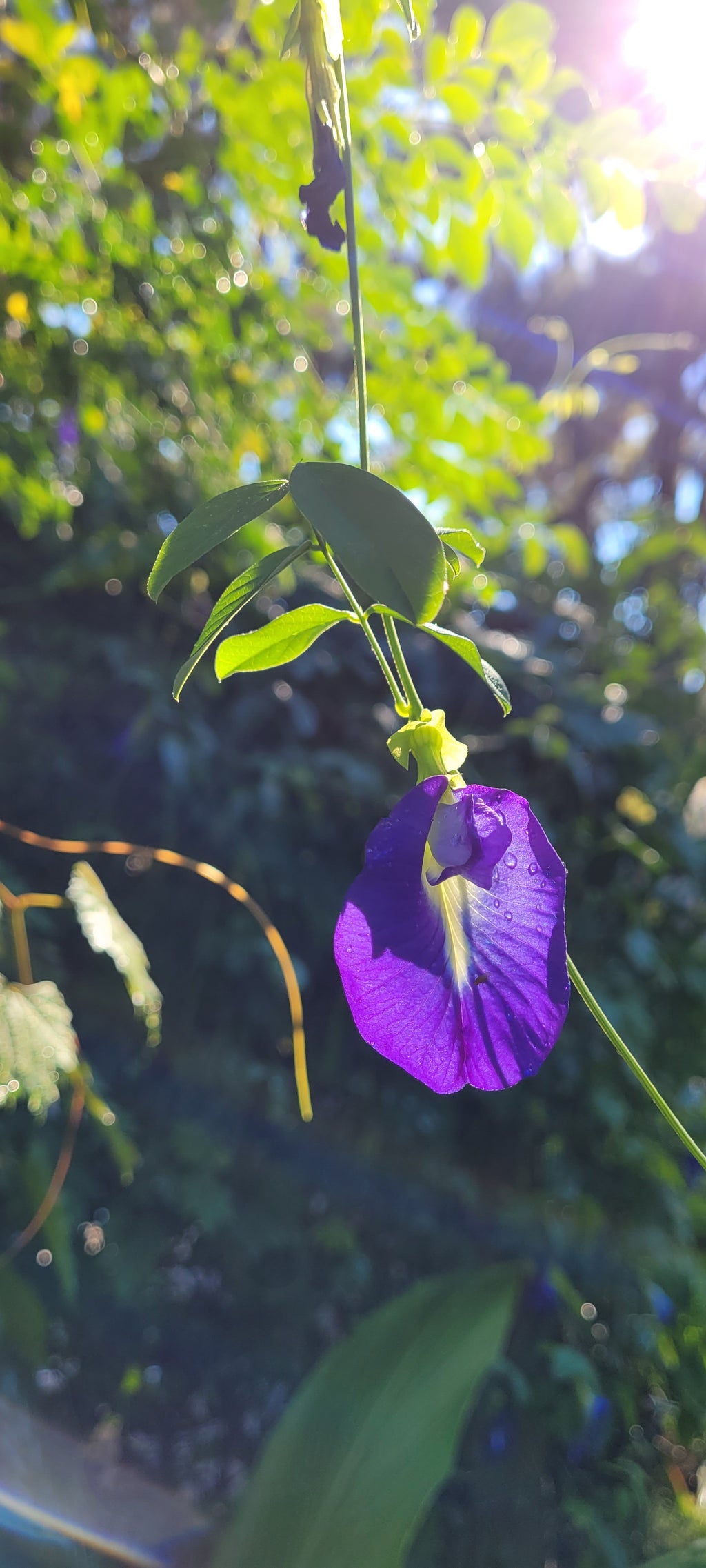 Butterfly Pea "Blue" - Live Plant