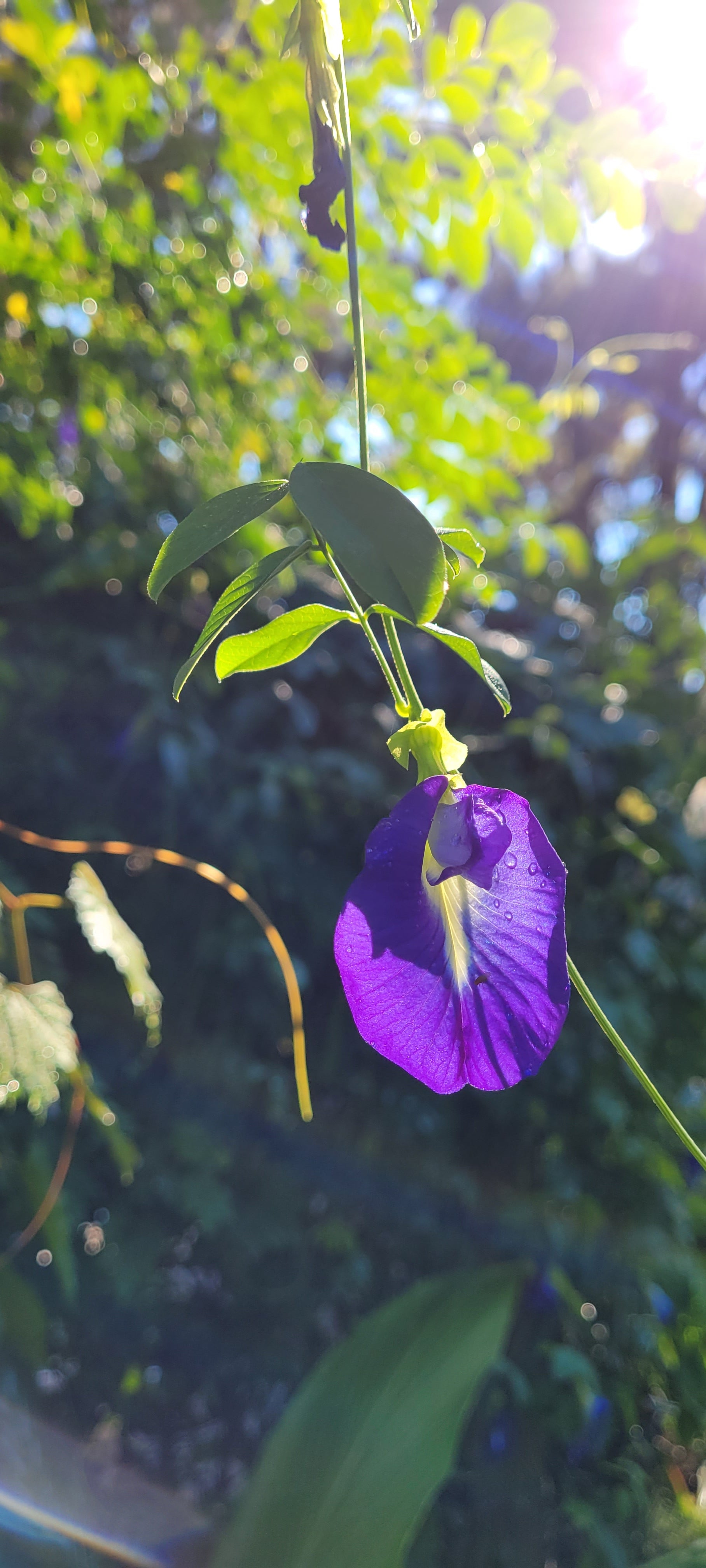 Butterfly Pea "Blue" - Live Plant