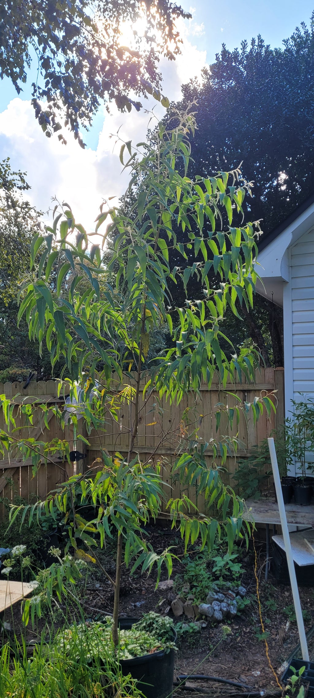 Eucalyptus "Lemon Scented" - Live Plant