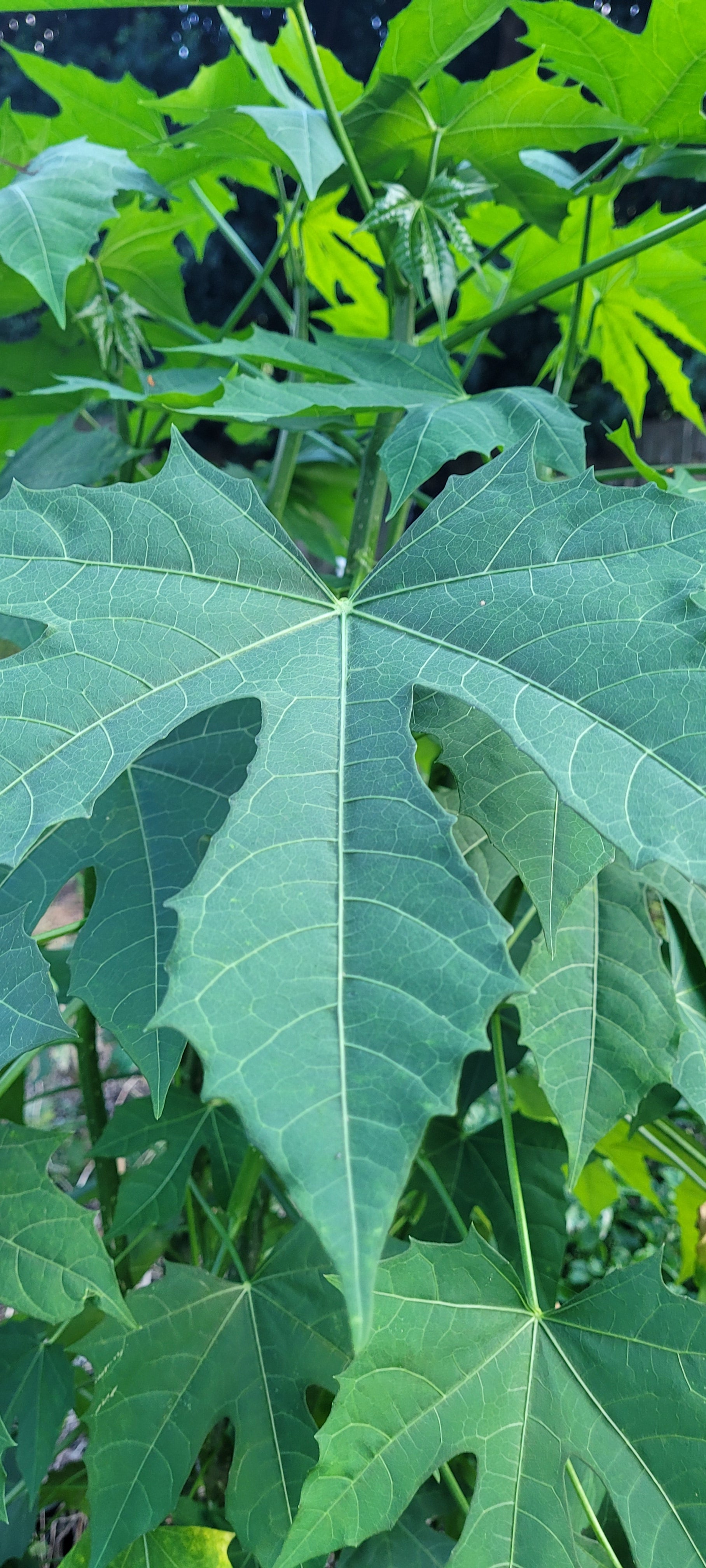 Chaya or Tree Spinach - Live Plant