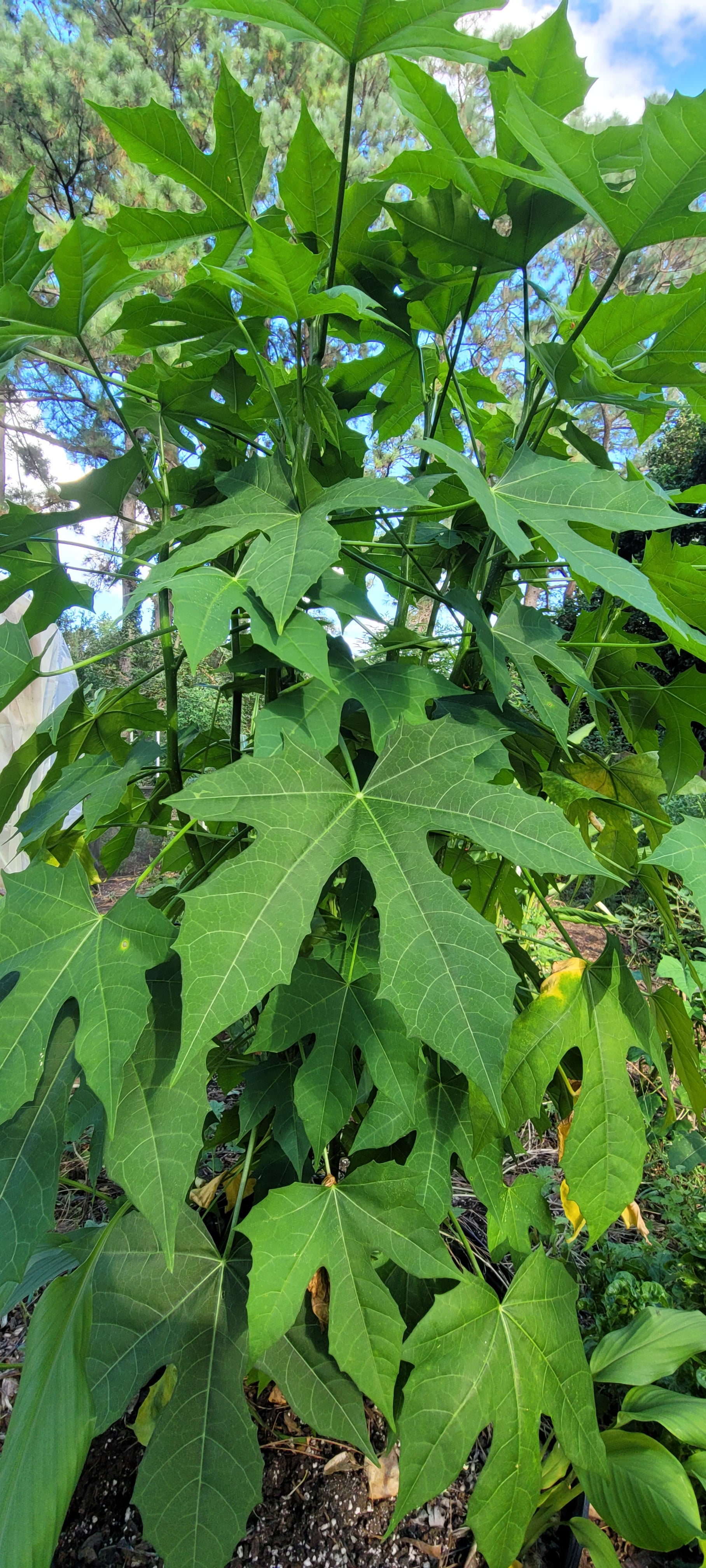 Chaya or Tree Spinach - Live Plant