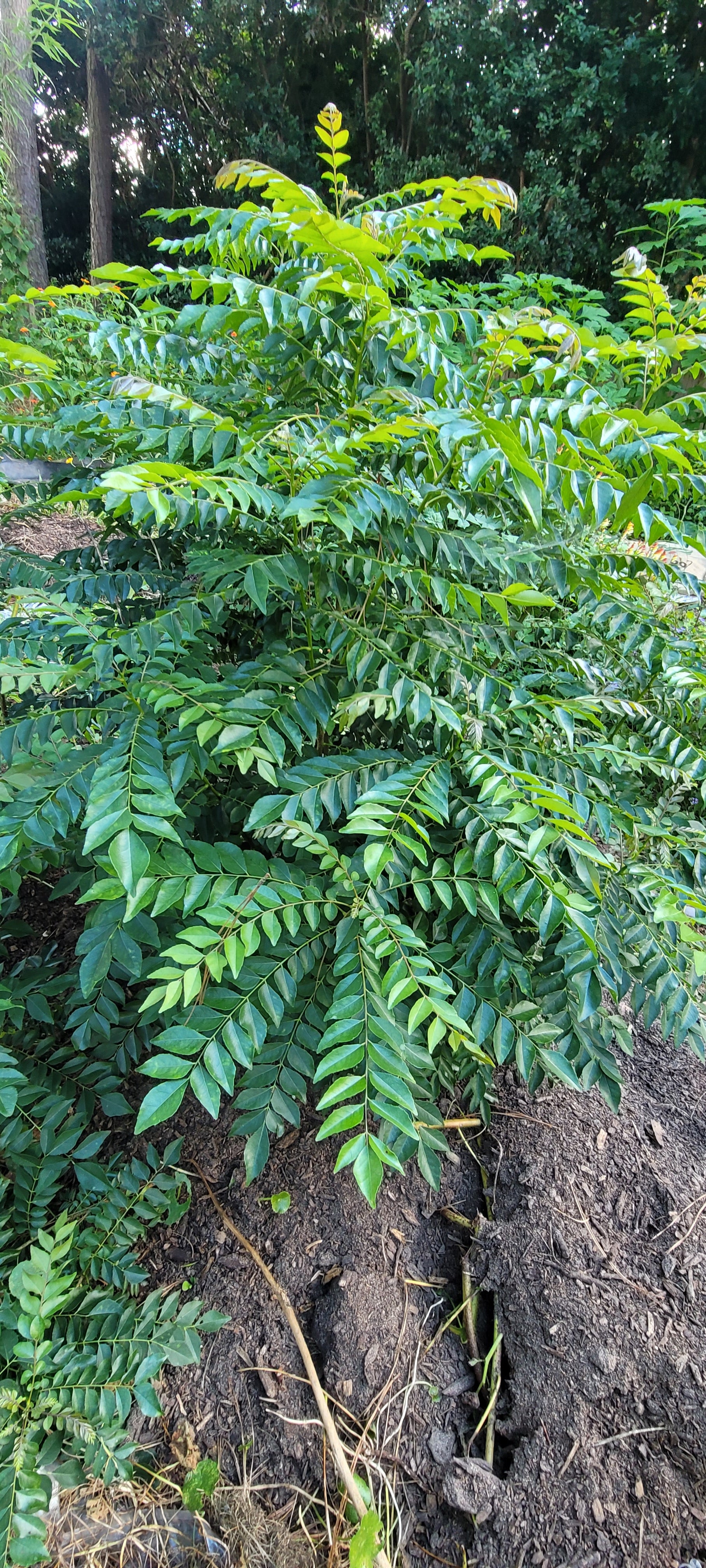 Curry Leaf Tree- Live Plant