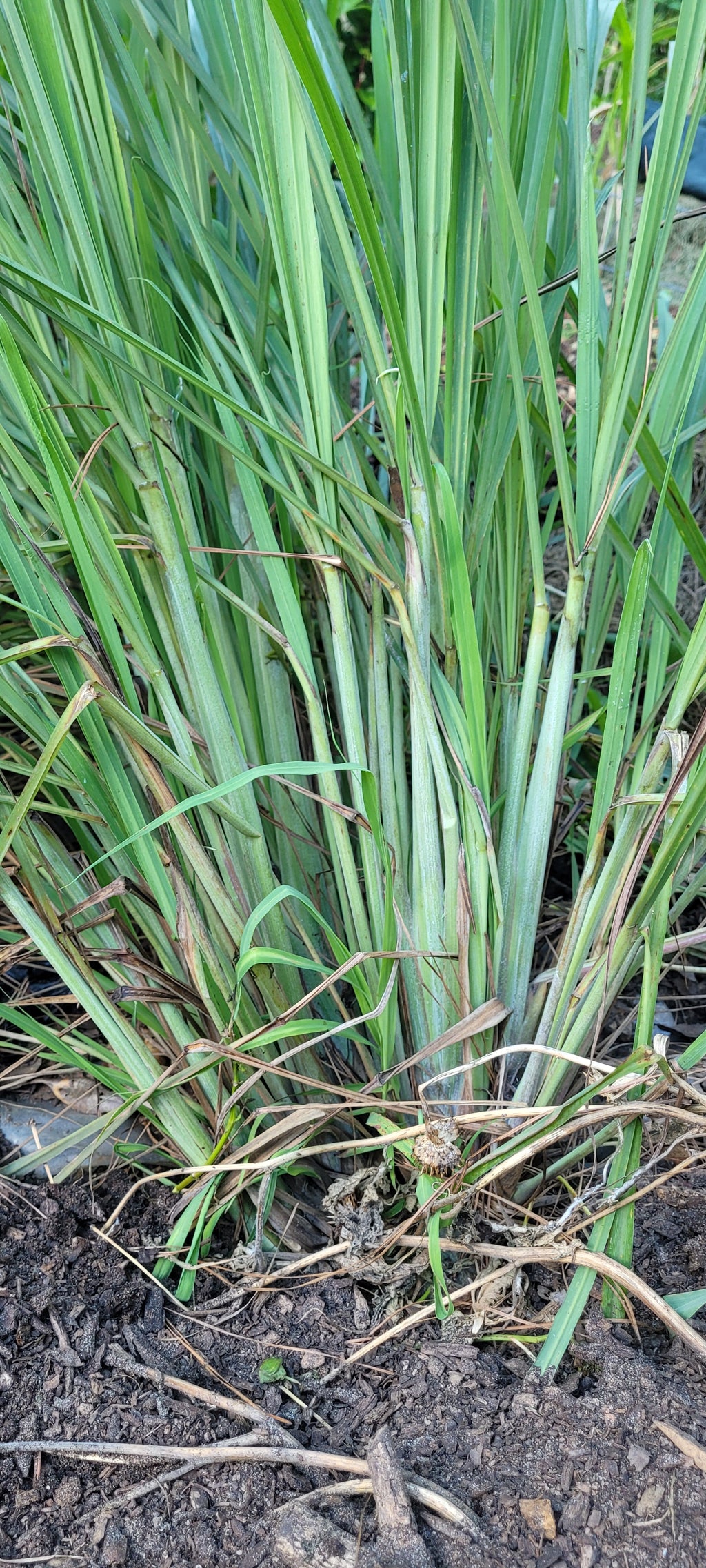 Lemongrass "West Indian" - Live Plant