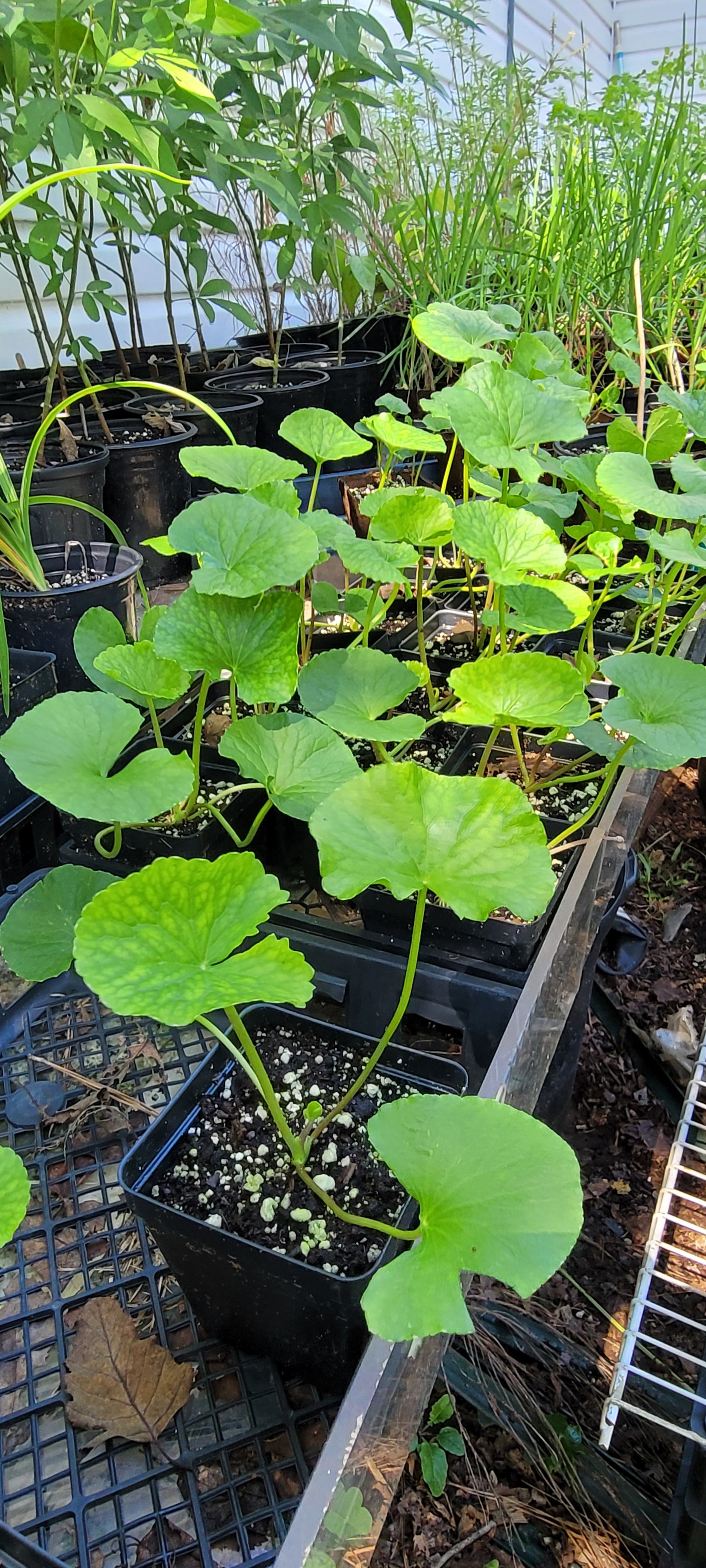 Gotu Kola - Live Plant