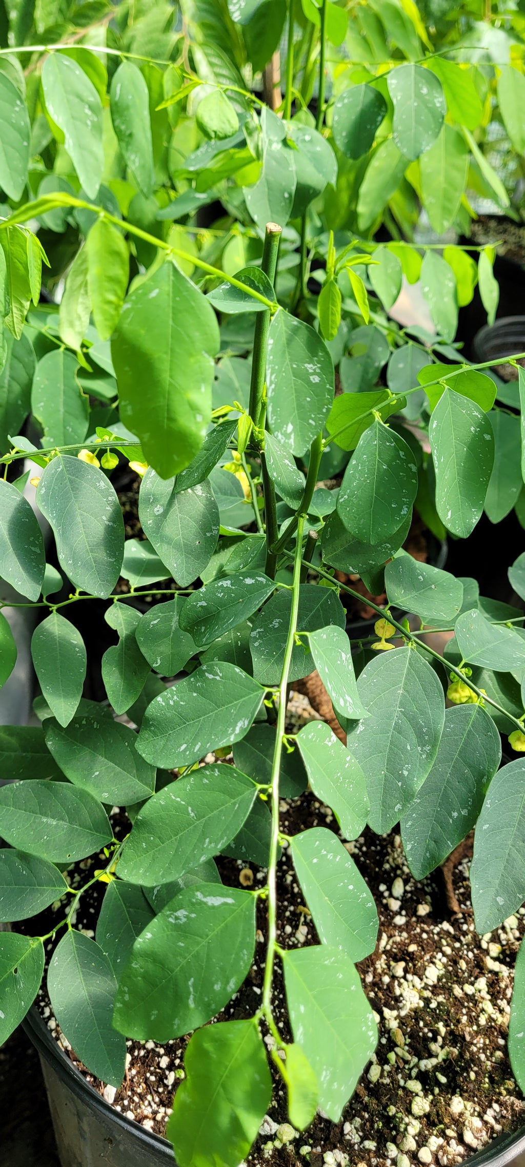 Katuk - Live Plant