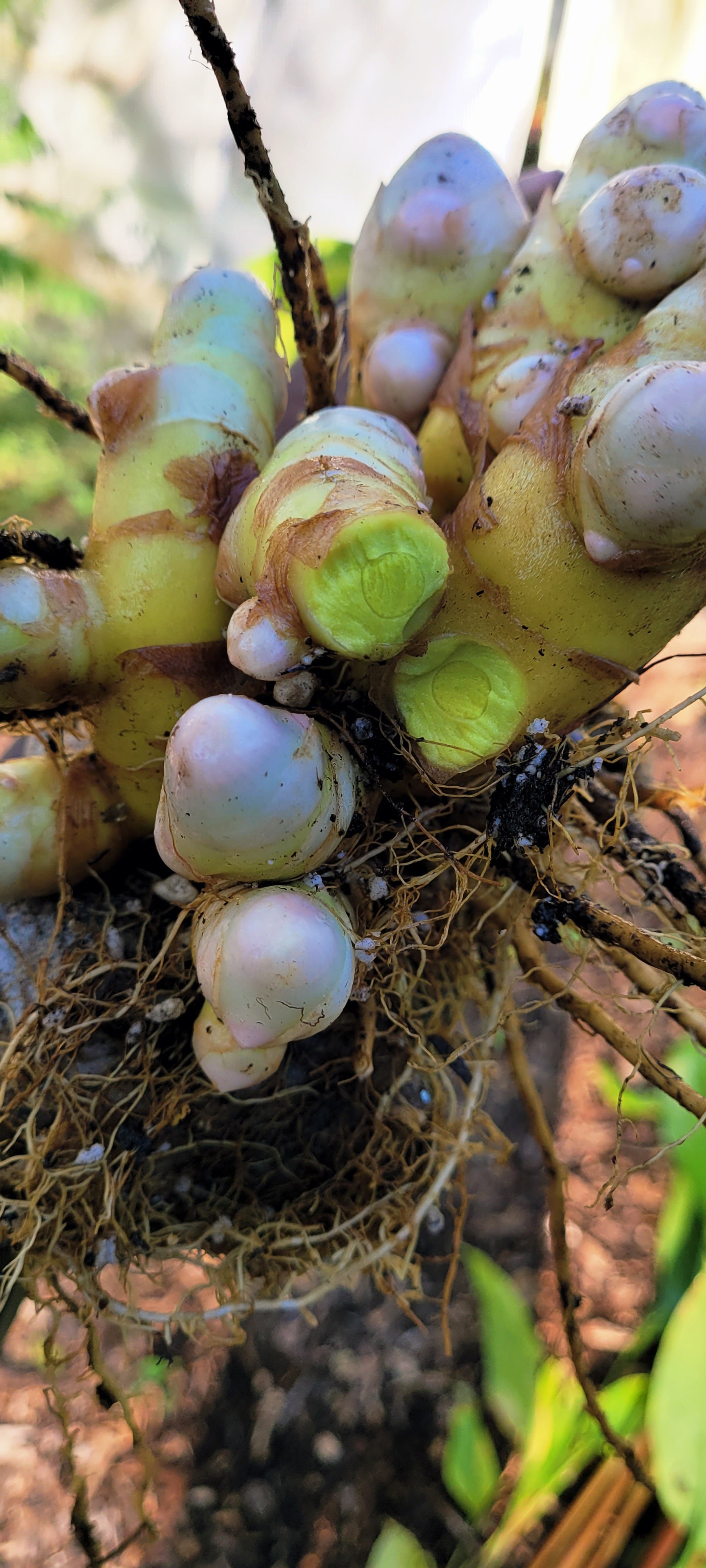 Turmeric "Green" - Live Plant