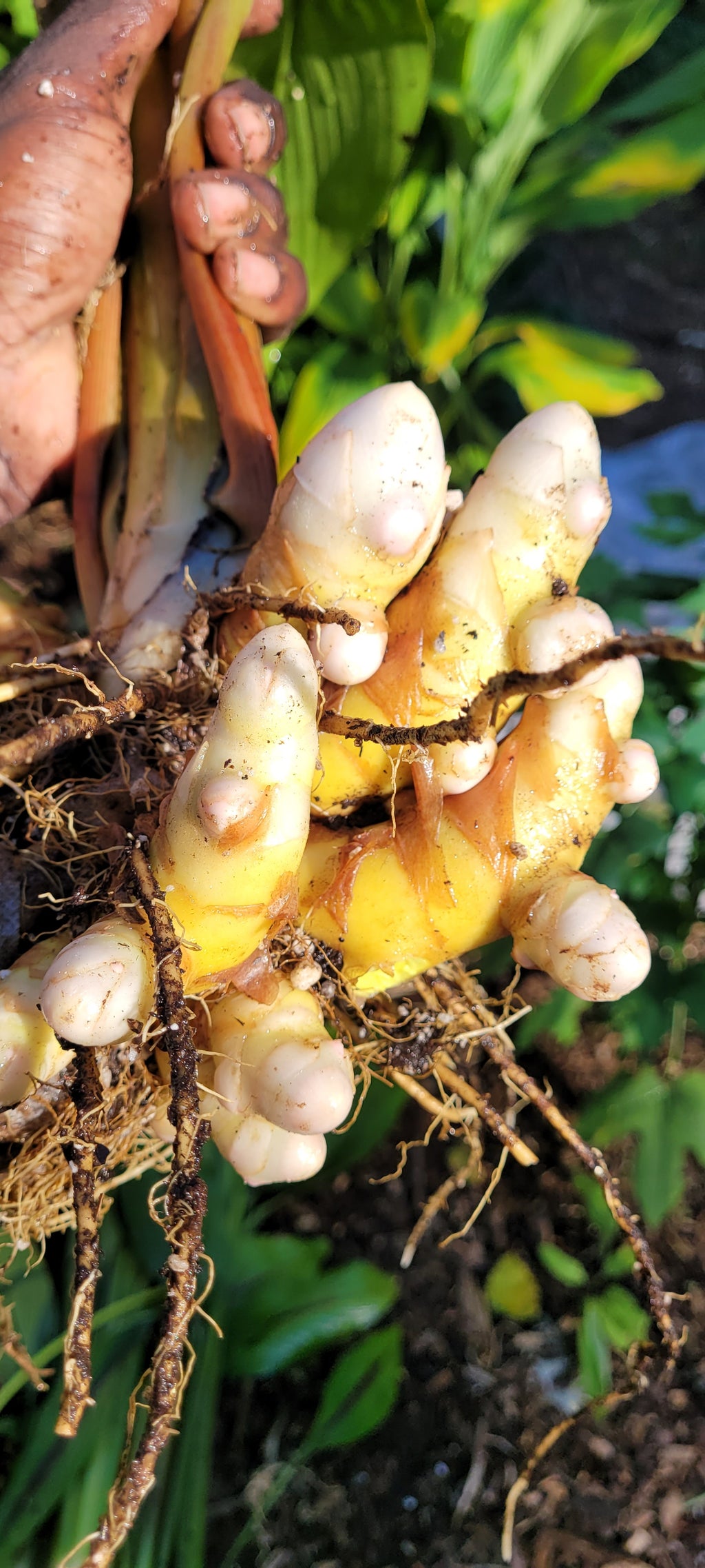 Turmeric "Green" - Live Plant