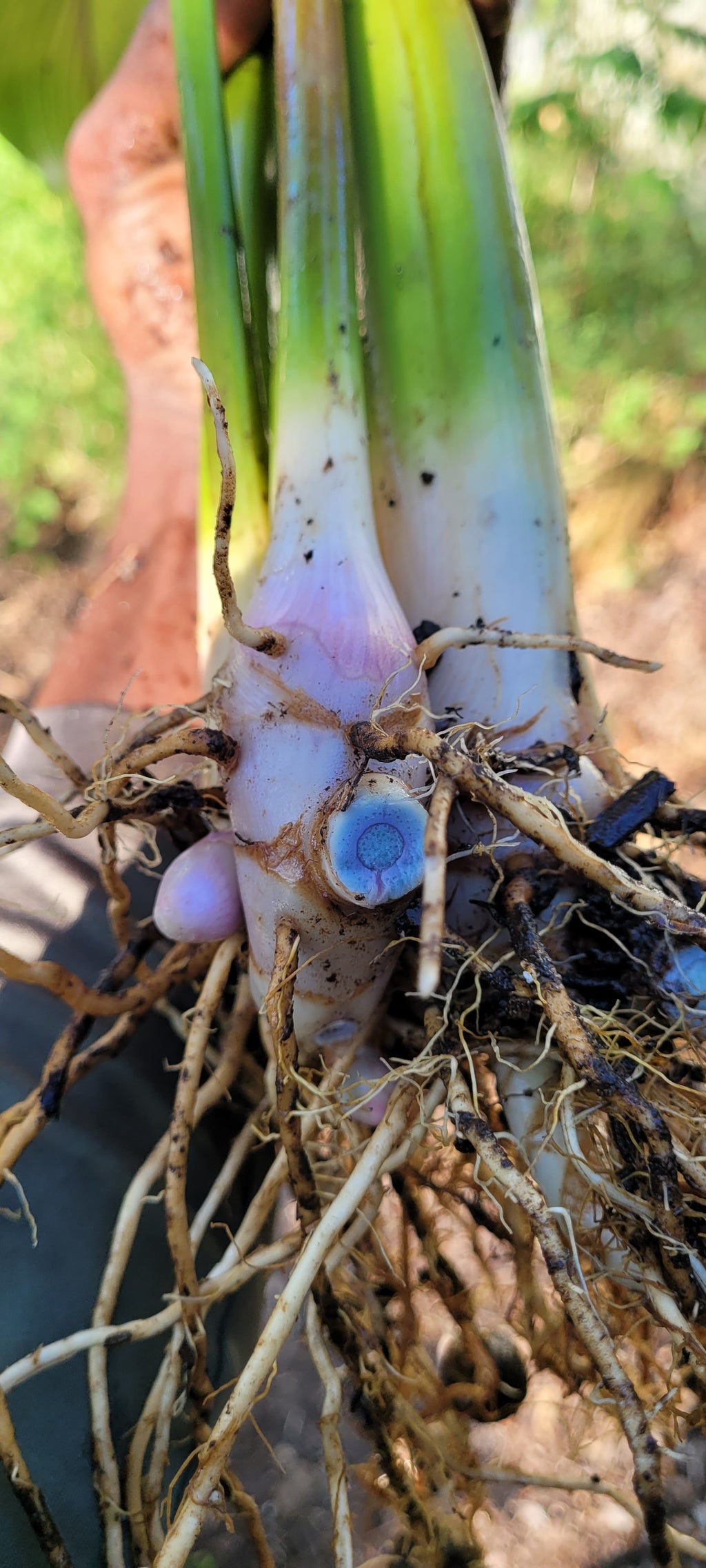 Turmeric "Black" - Live Plant