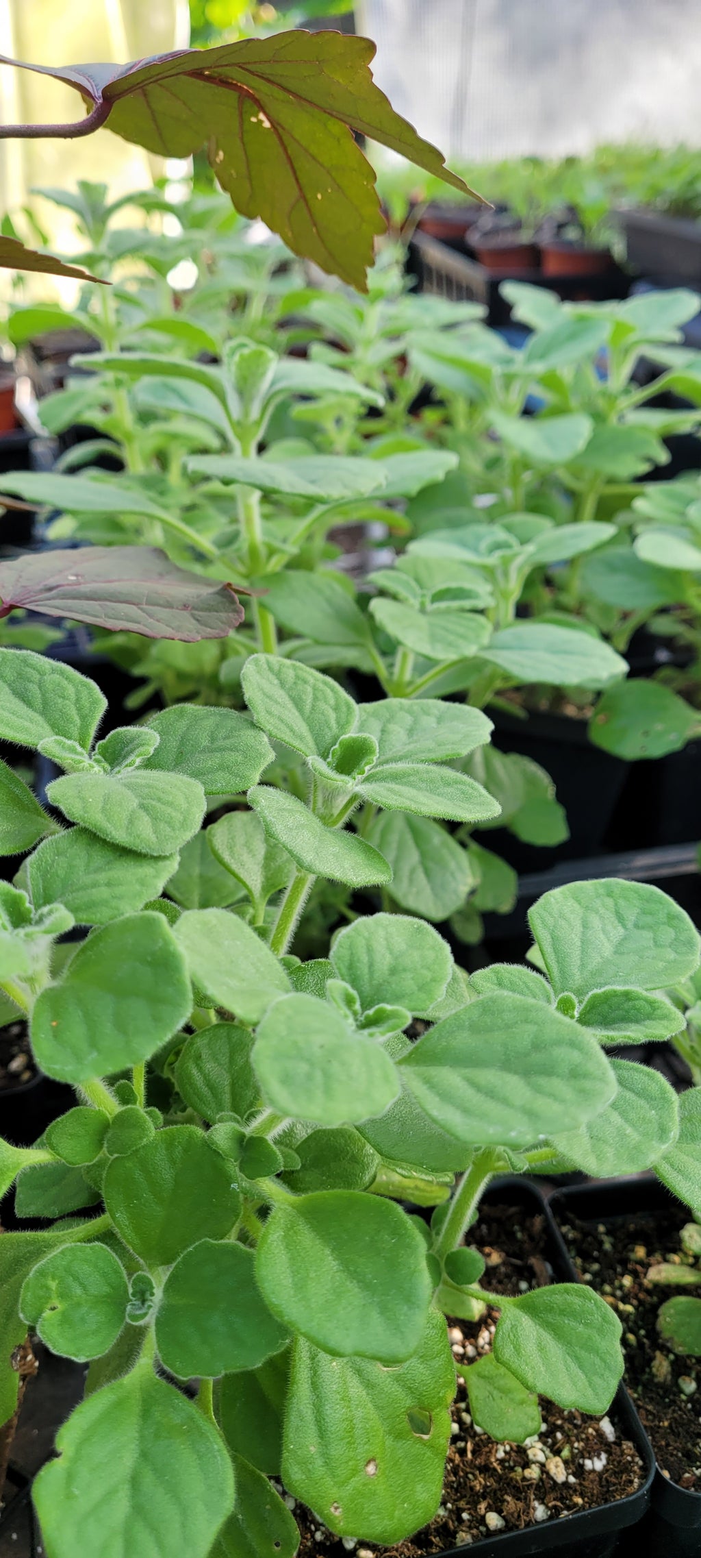 Vicks Plant - Live Plant