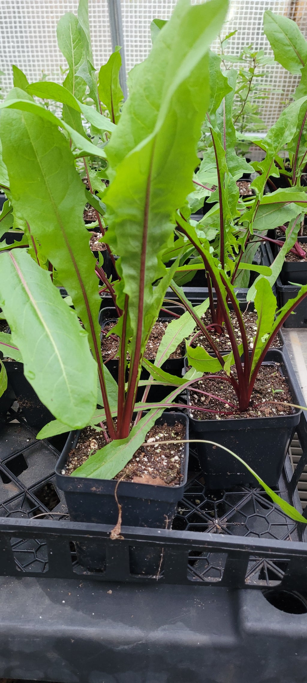 Dandelion "Italiko Rosso Red" - Live Plant