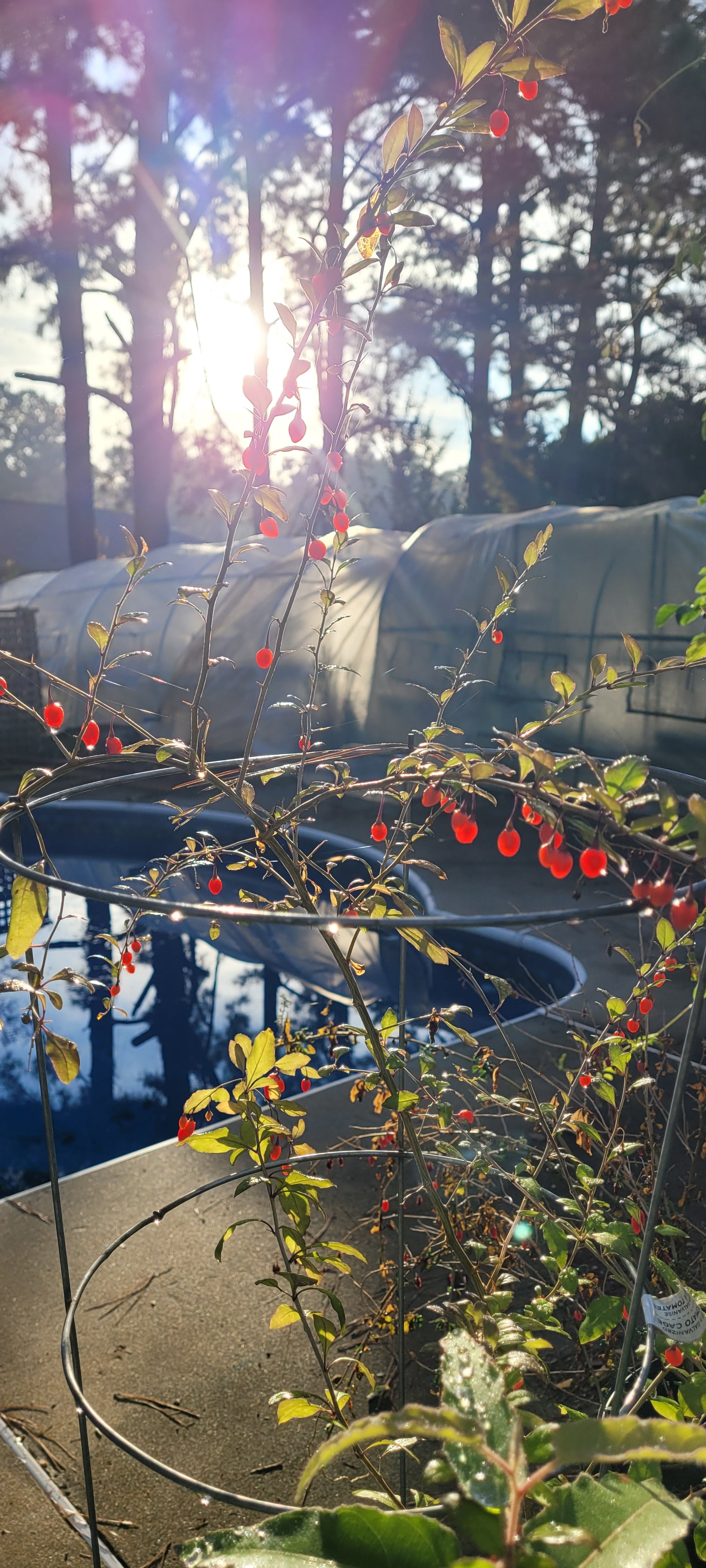Goji Berry - Live Plant