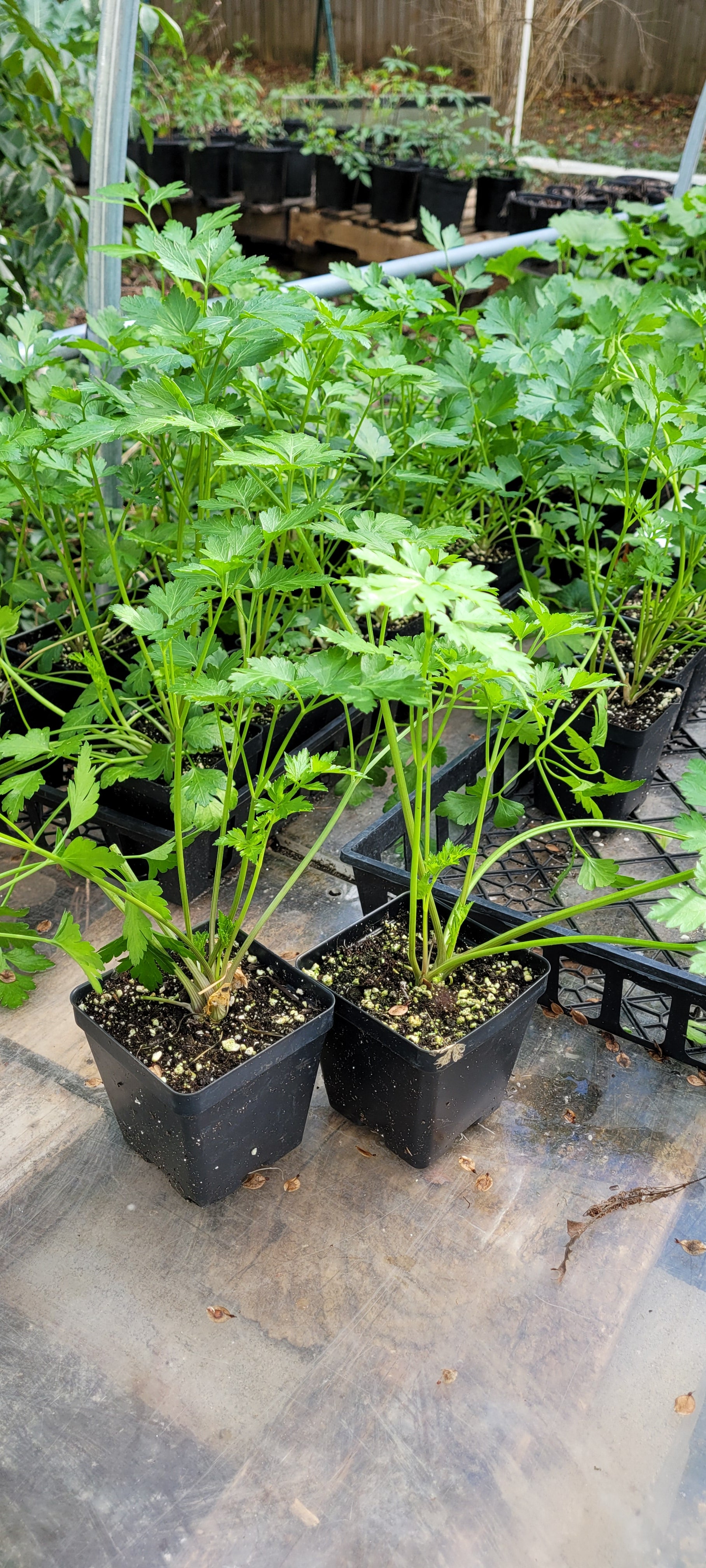Parsley "Flat Leaf" - Live Plant