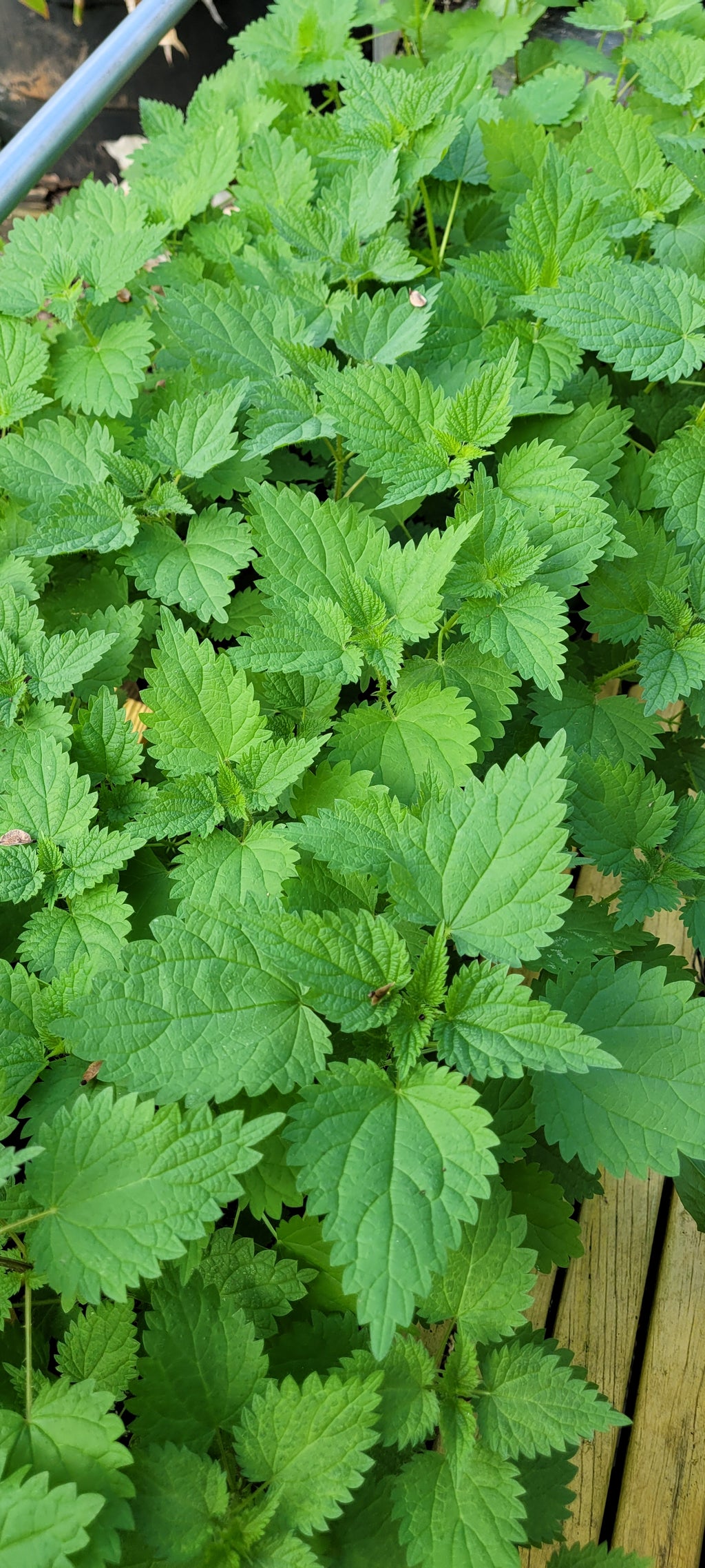 Stinging Nettles - Live Plant