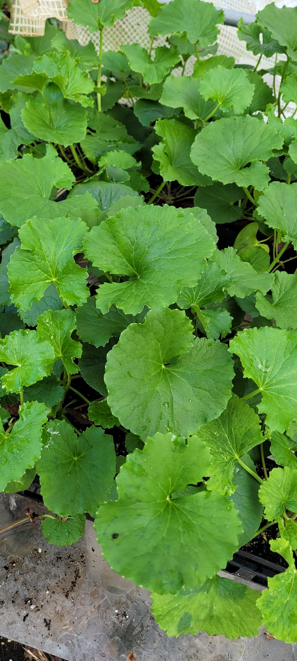 Gotu Kola - Live Plant