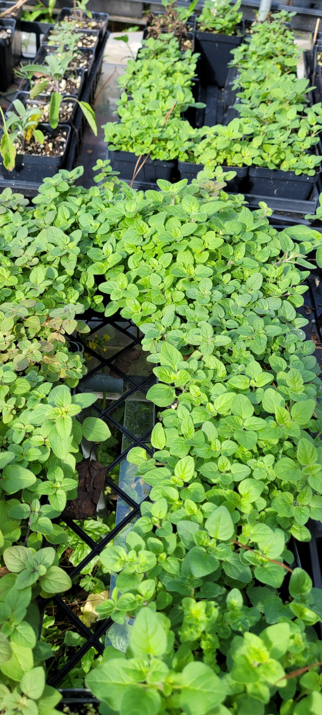 Oregano "Greek" - Live Plant