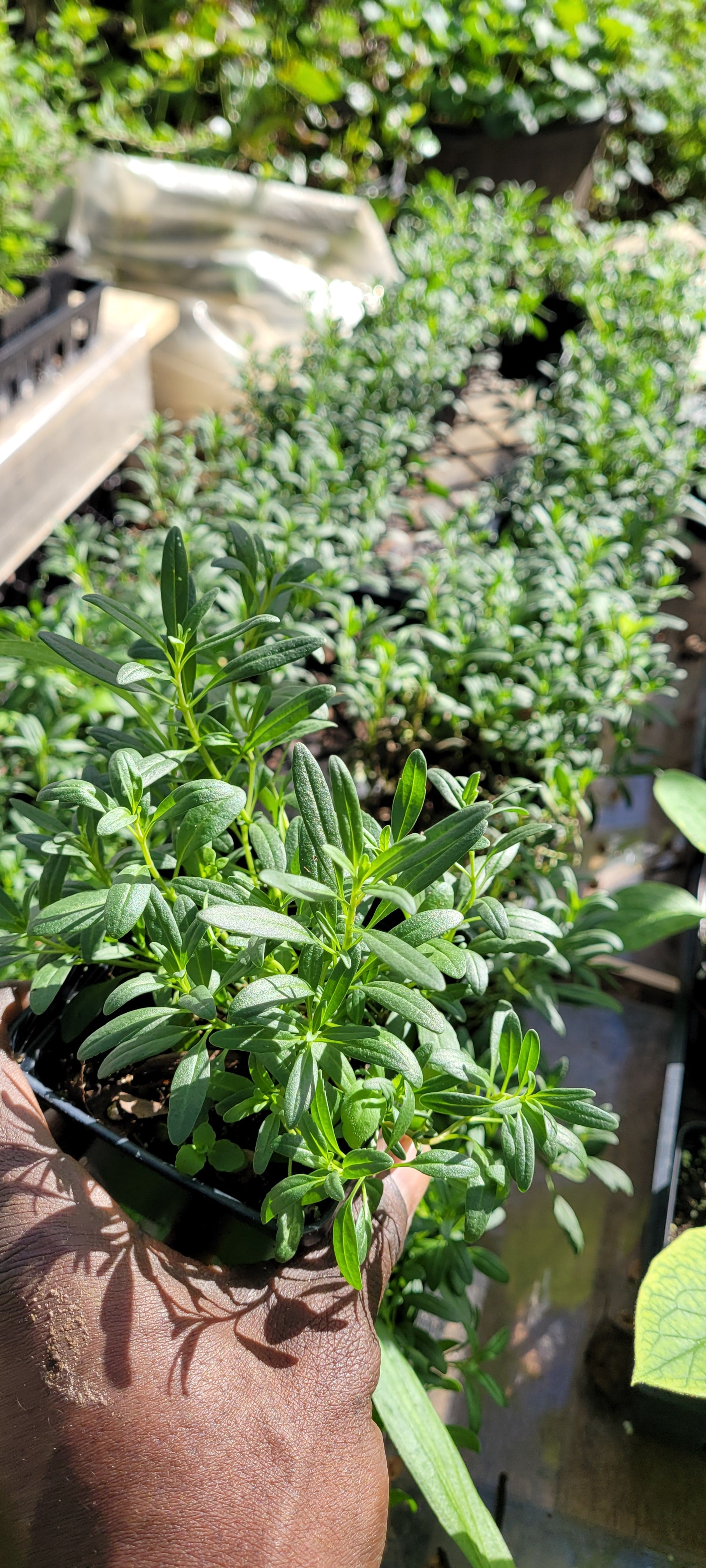 Hyssop - Live Plant