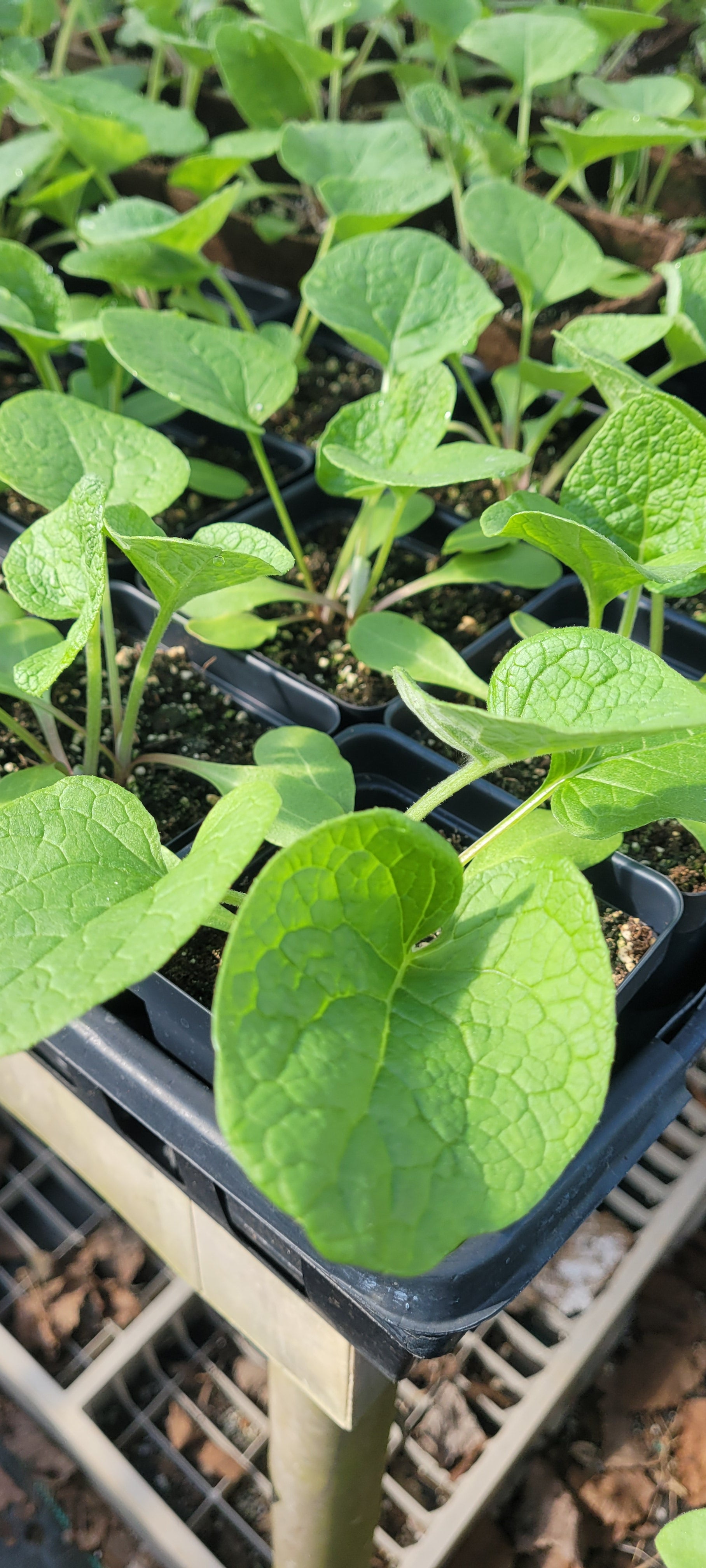 Burdock - Live Plant