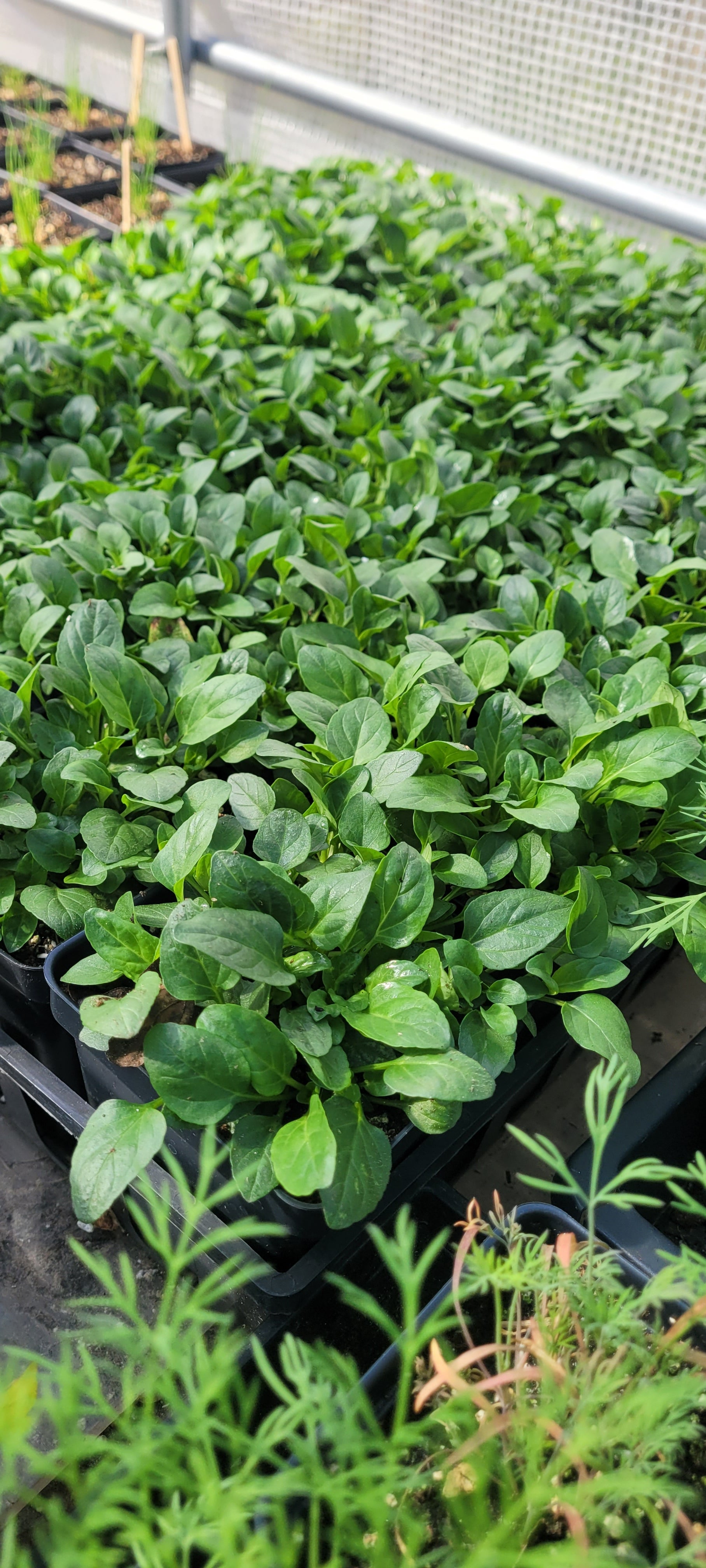 Self Heal or All Hea l- Live Plant