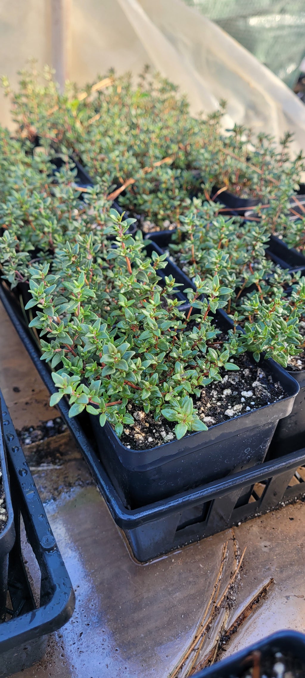 Thyme "English" - Live Plant